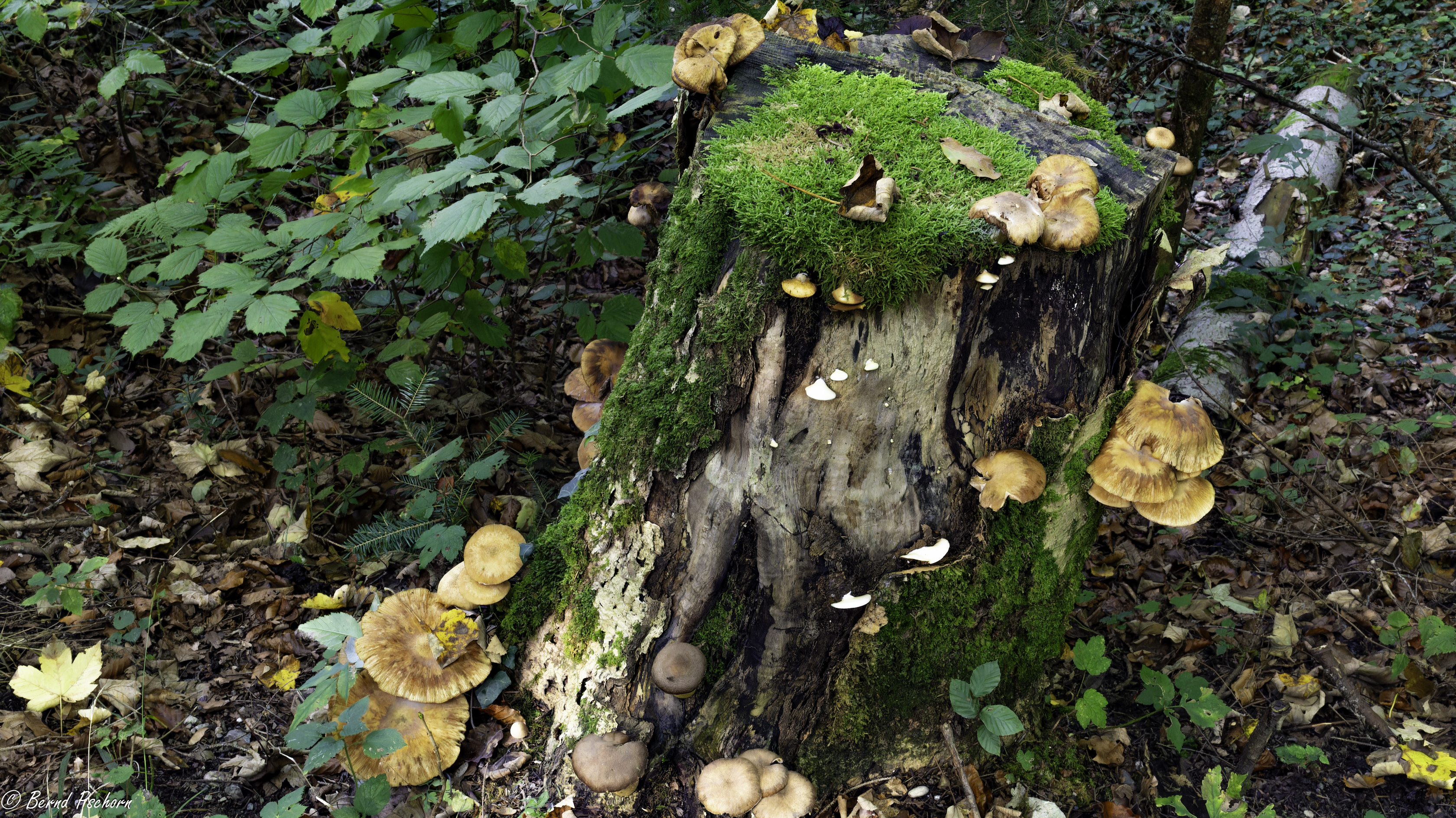 Herbst