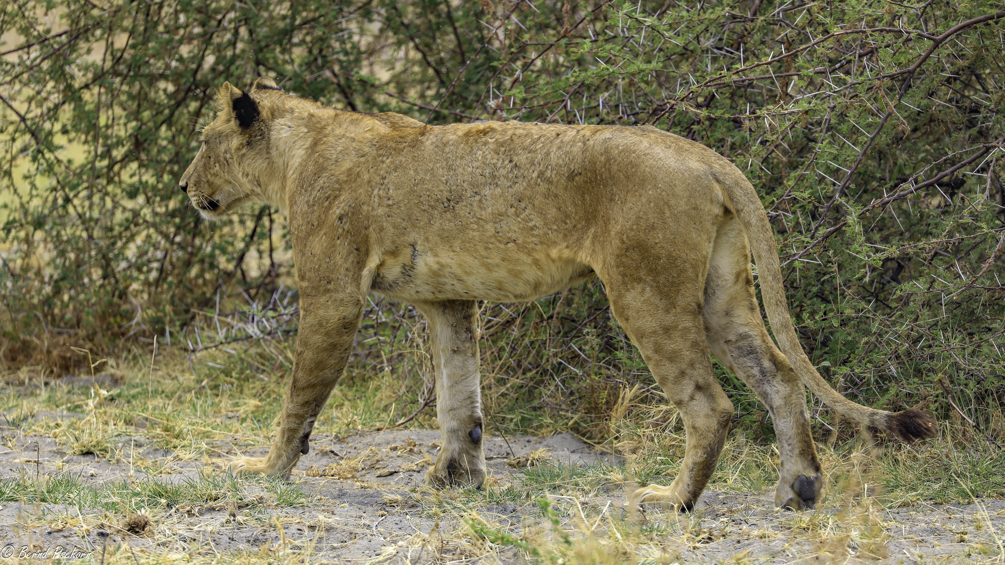 Lake Manyara