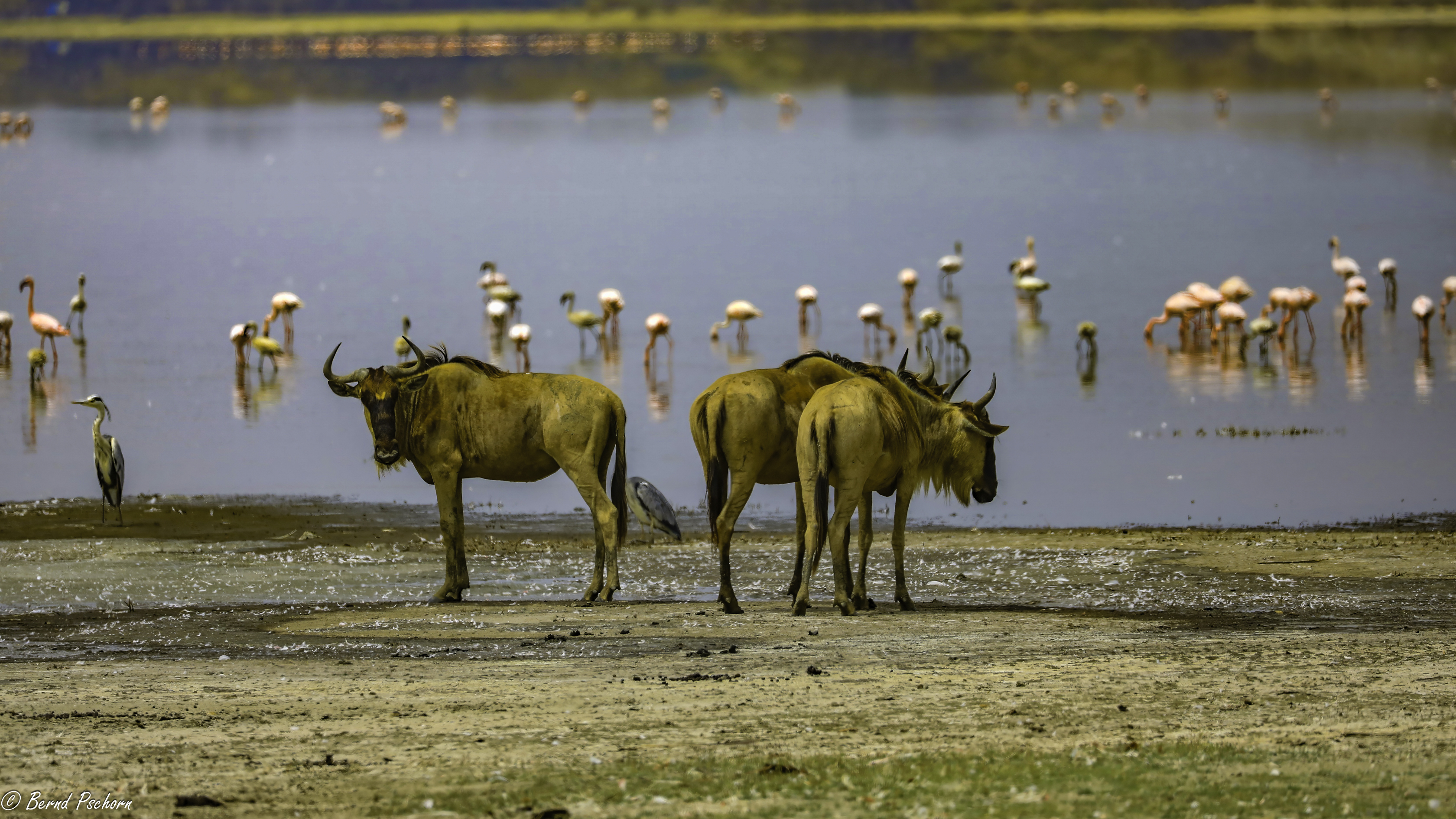 Lake Manyara