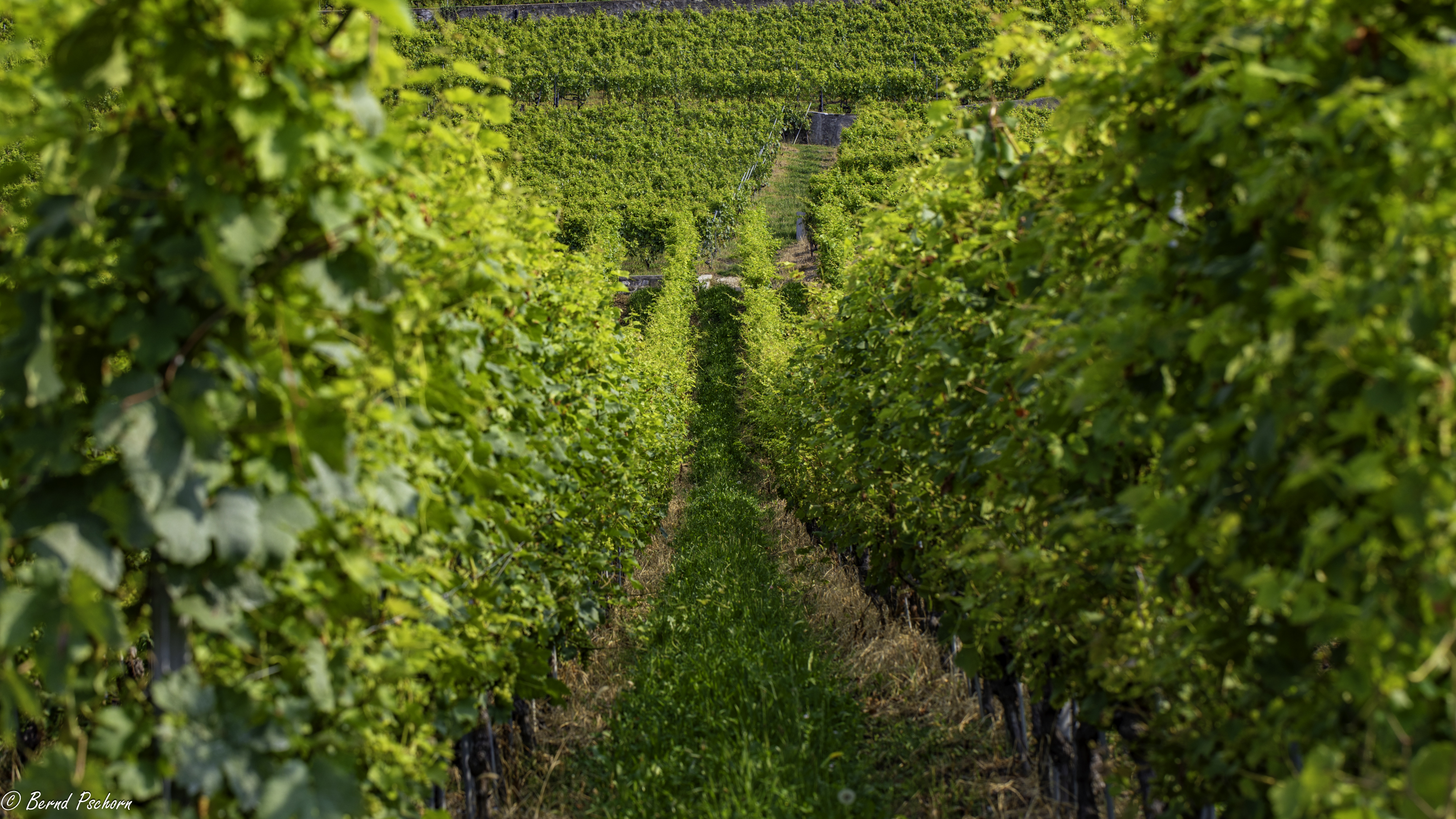 Lavaux