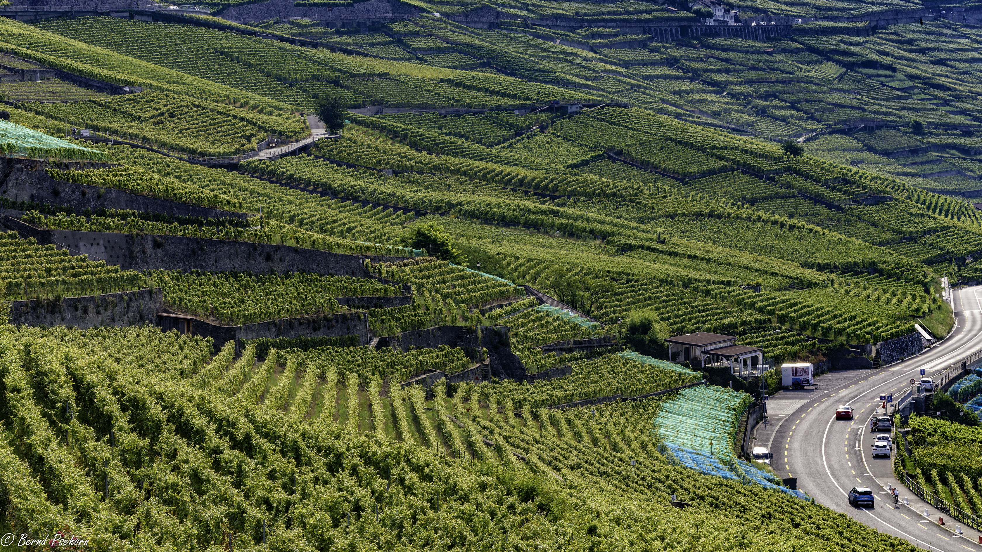 Lavaux