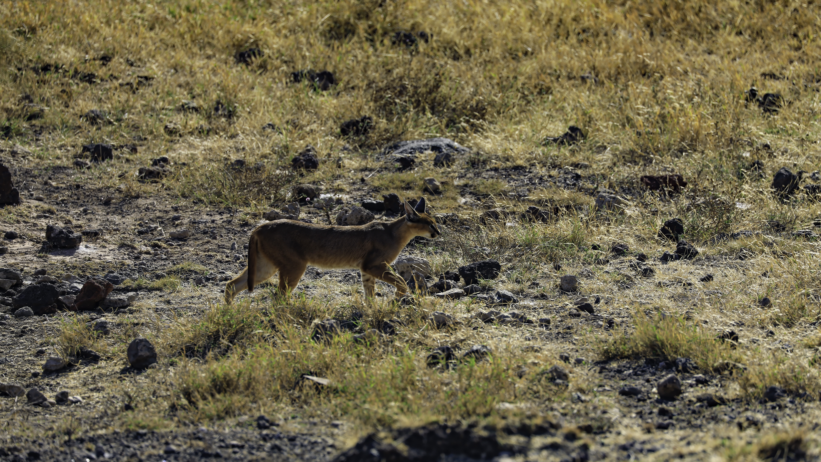 Ngorongoro