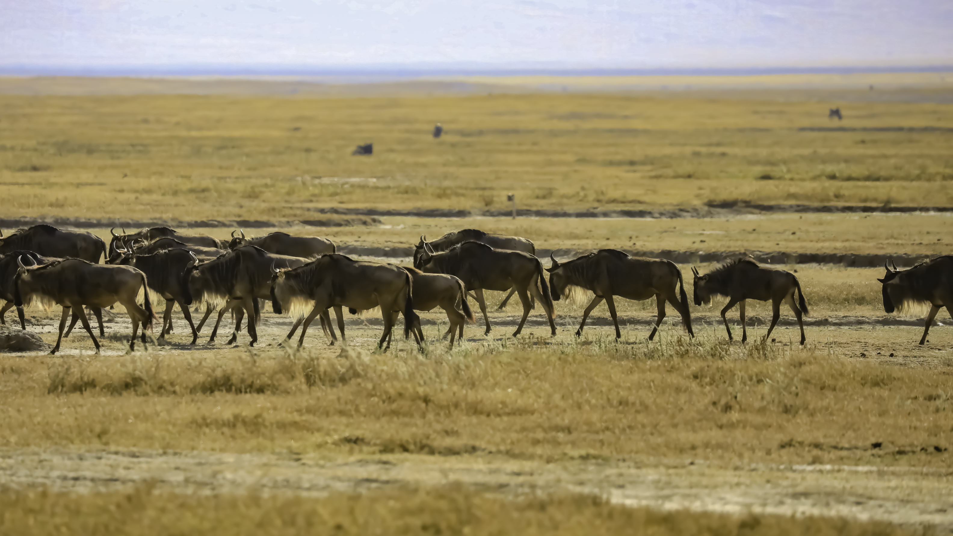 Ngorongoro