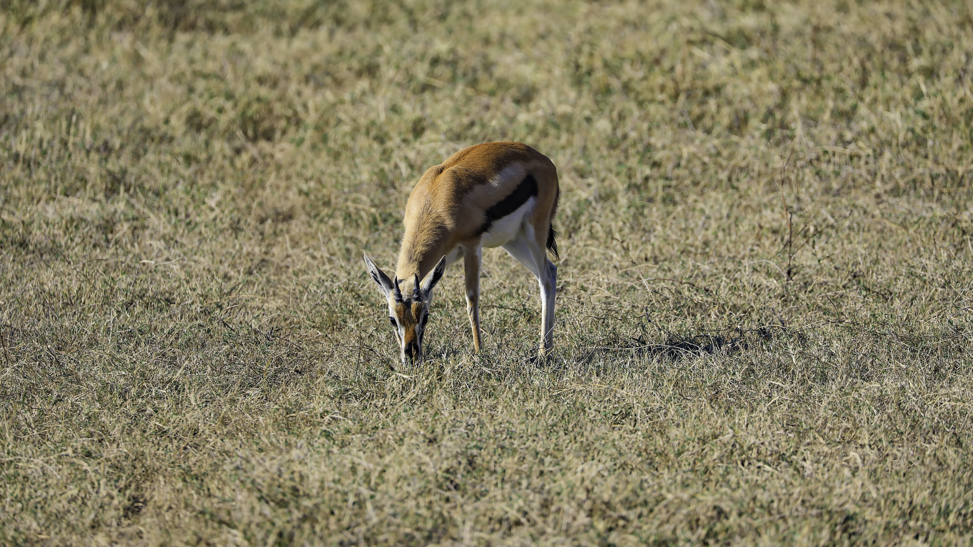 Ngorongoro