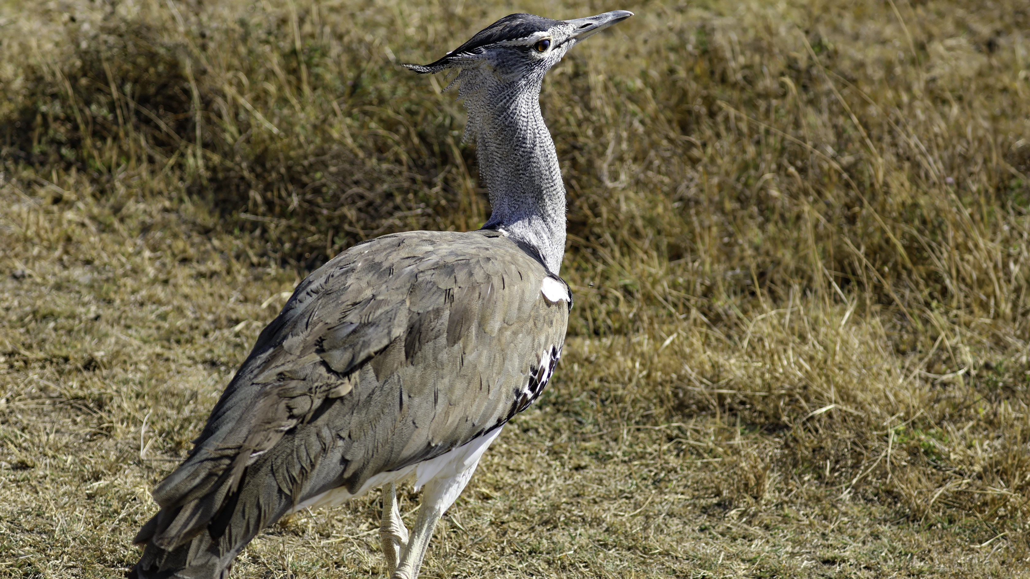 Ngorongoro