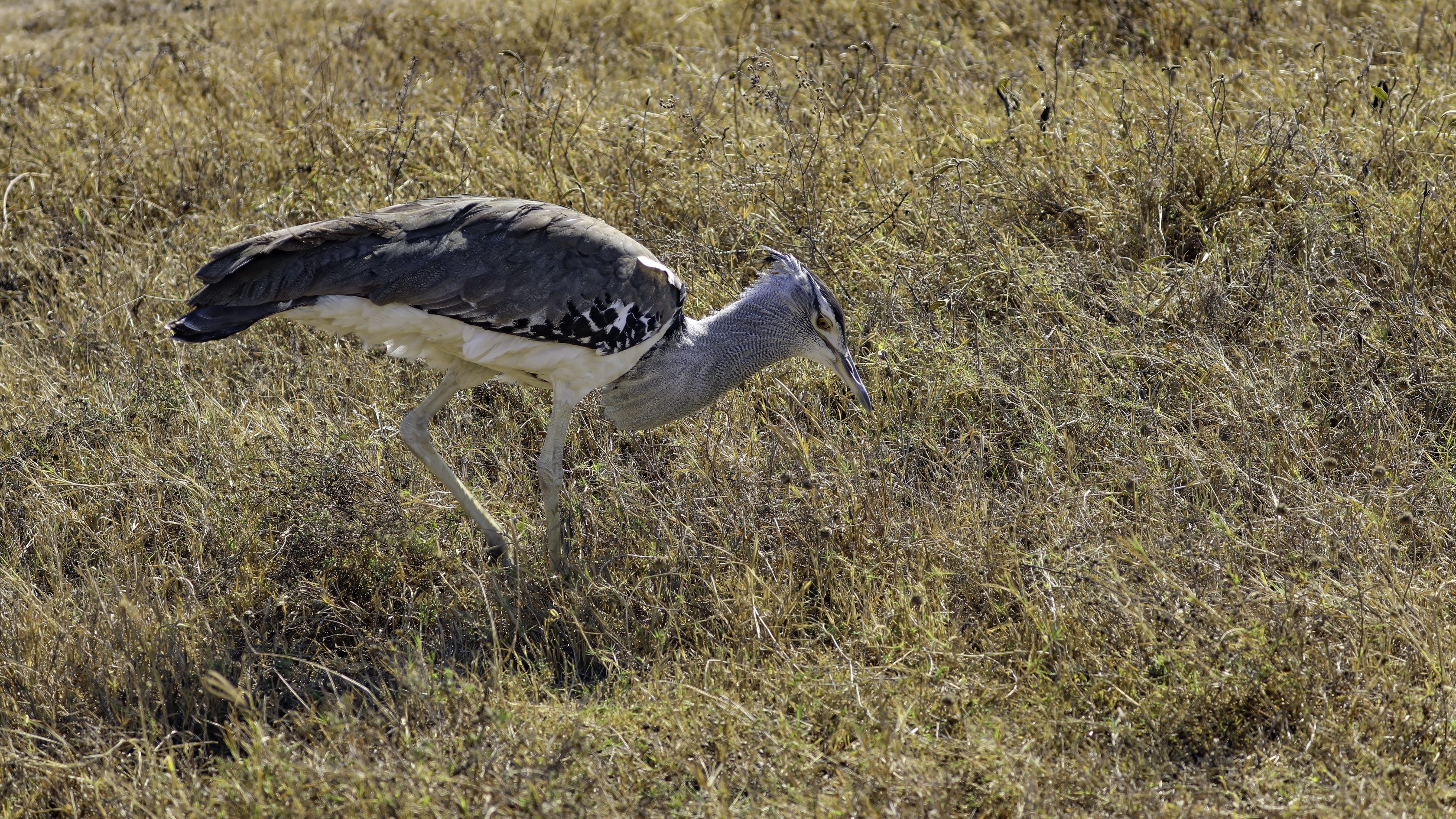 Ngorongoro