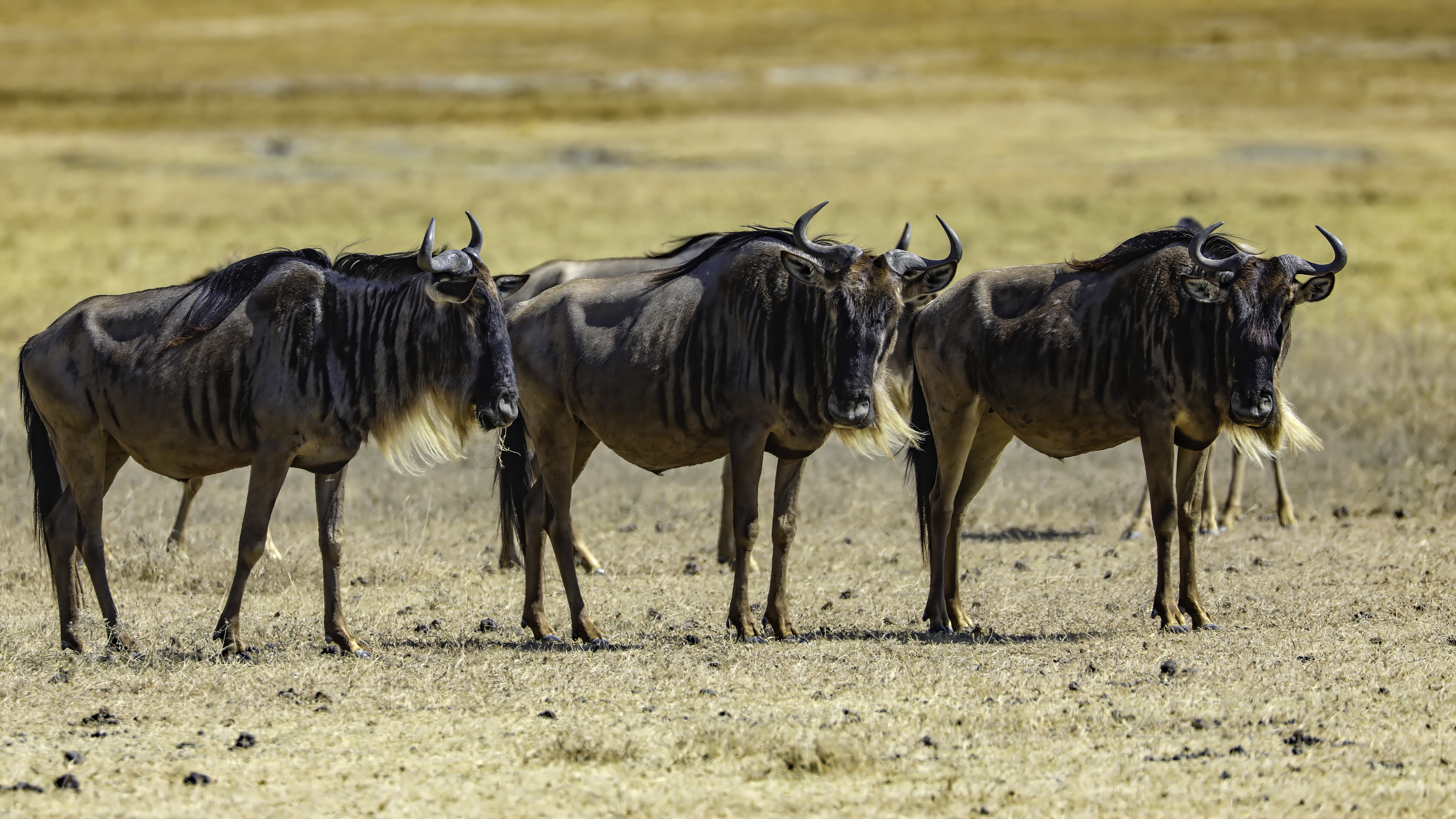Ngorongoro
