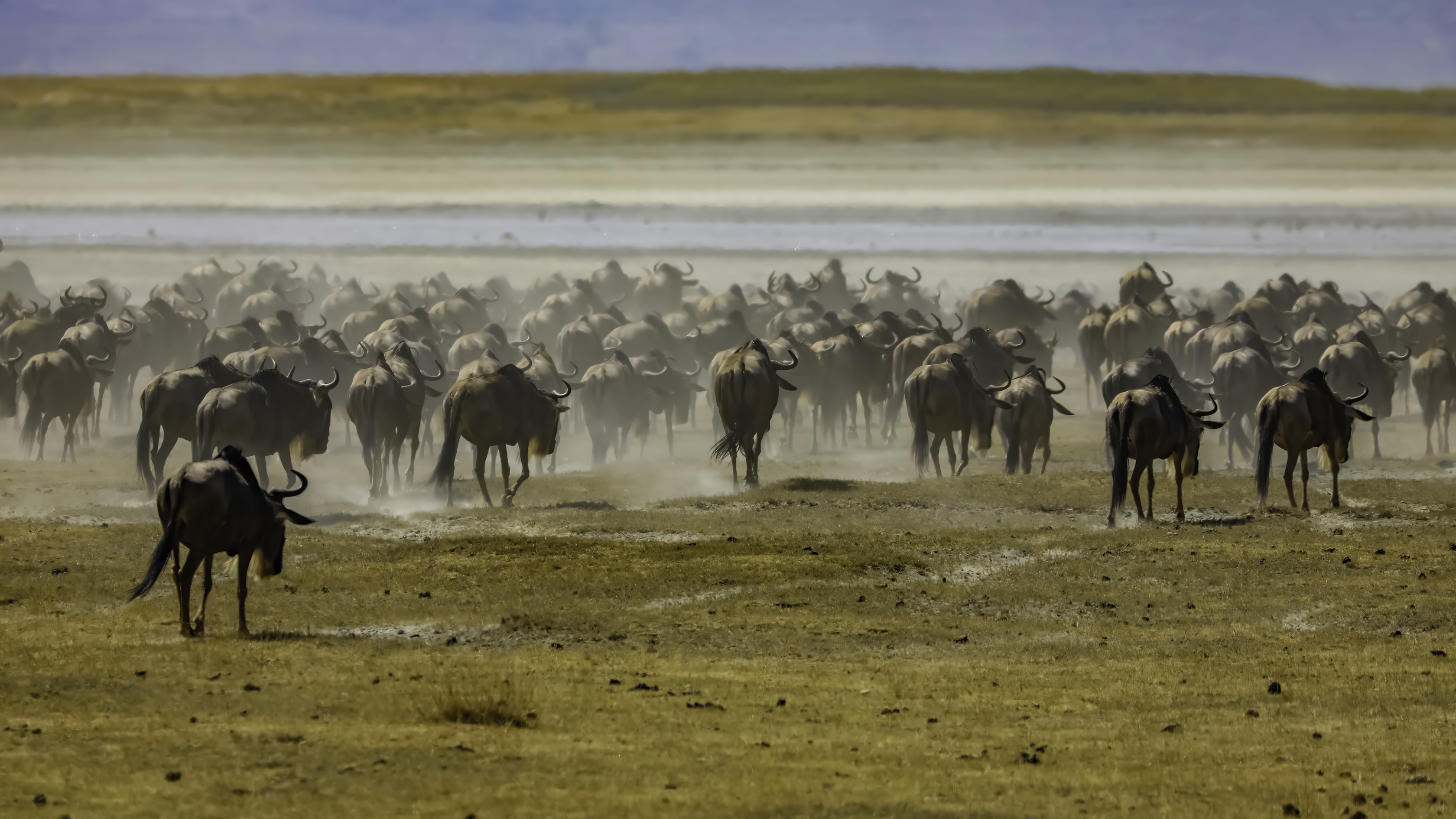 Ngorongoro