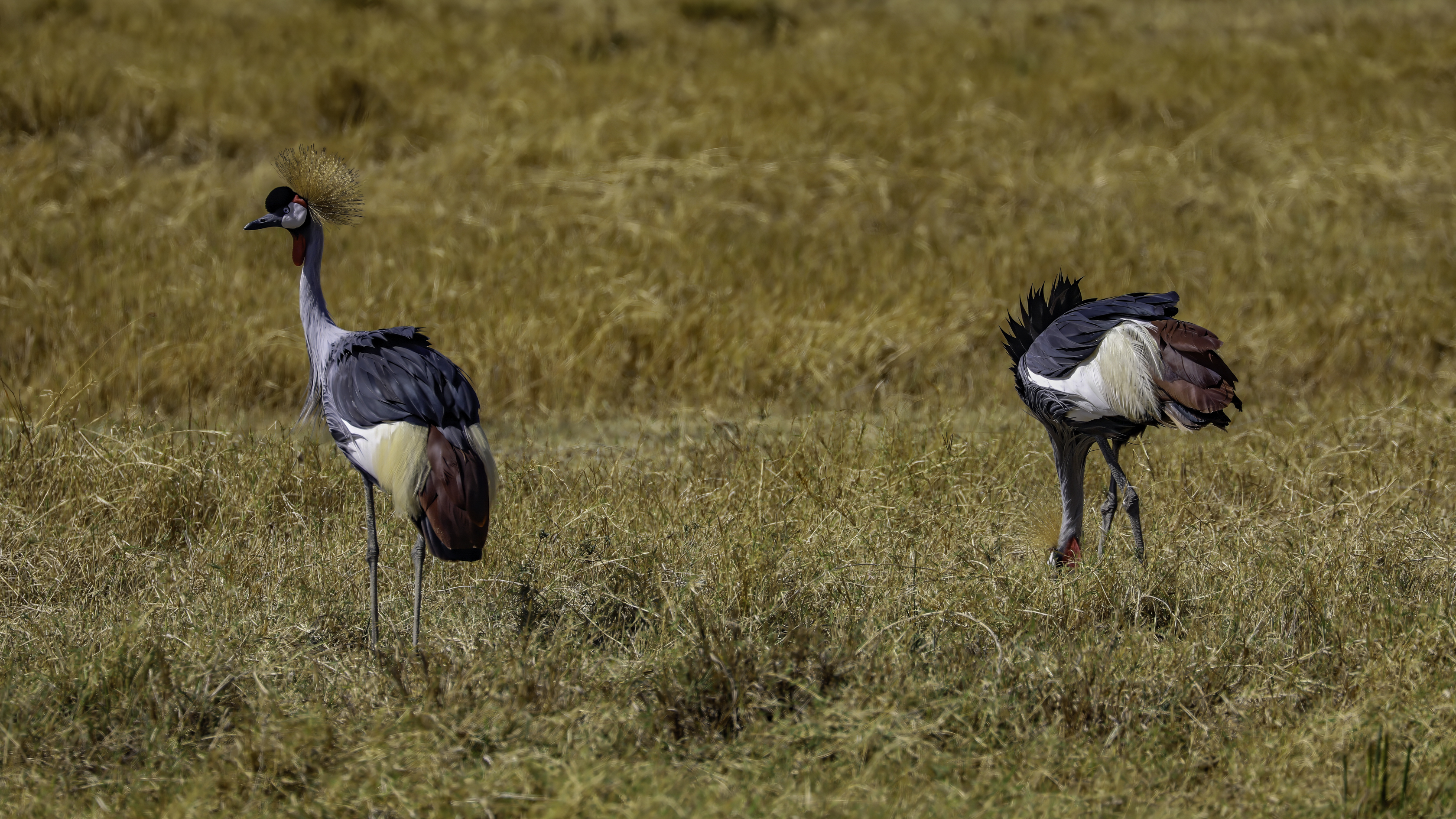 Ngorongoro