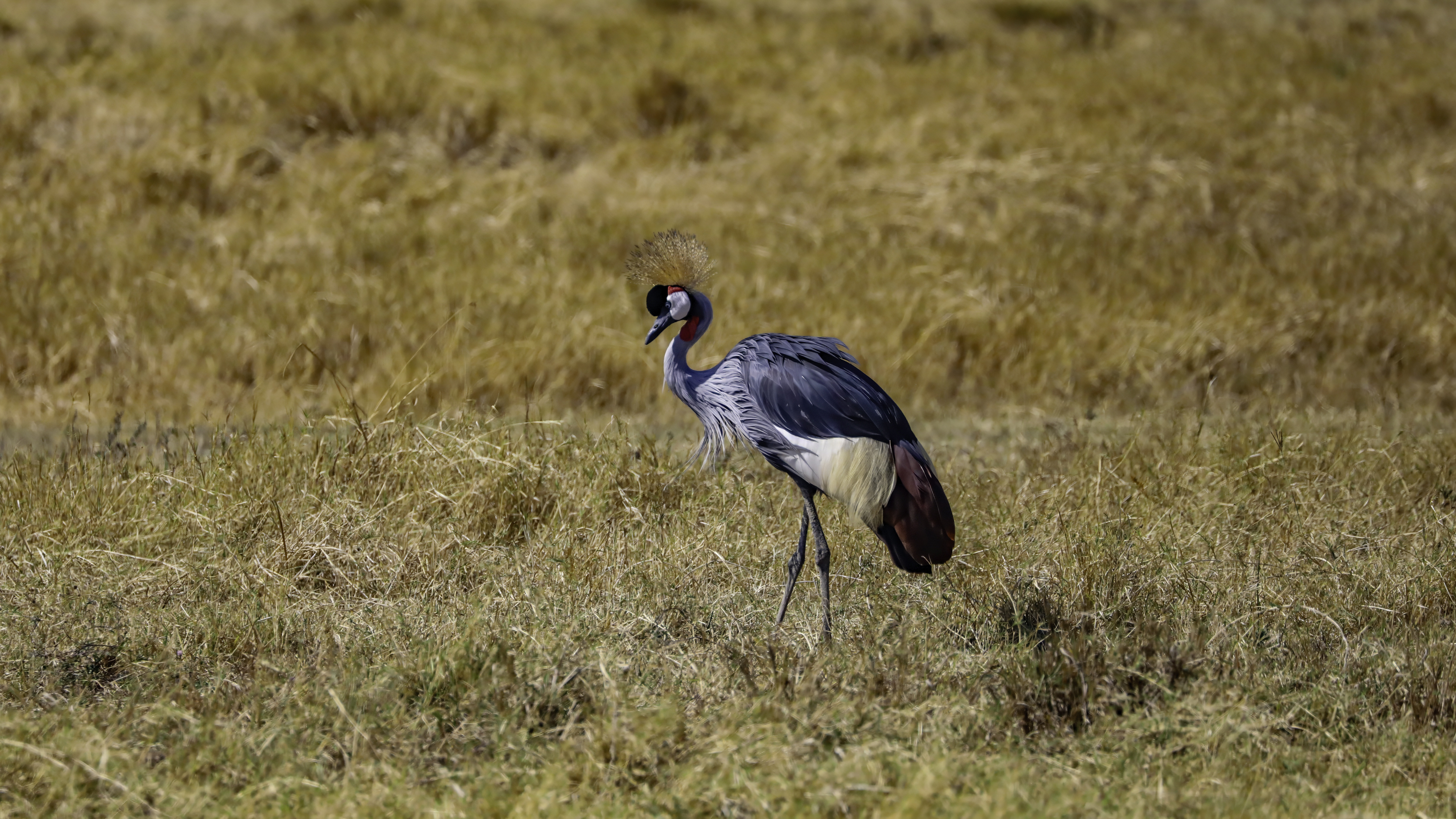 Ngorongoro