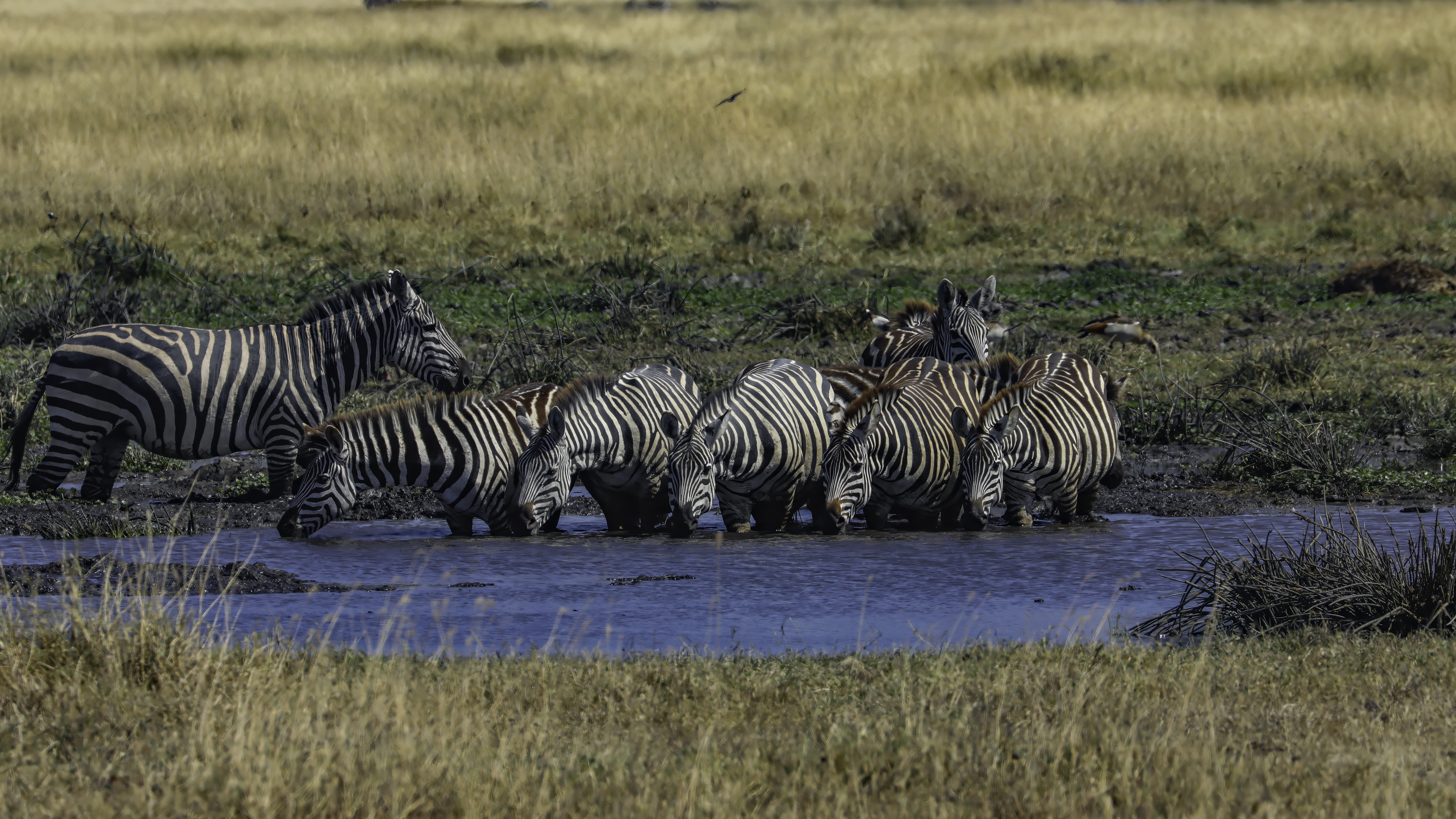 Ngorongoro