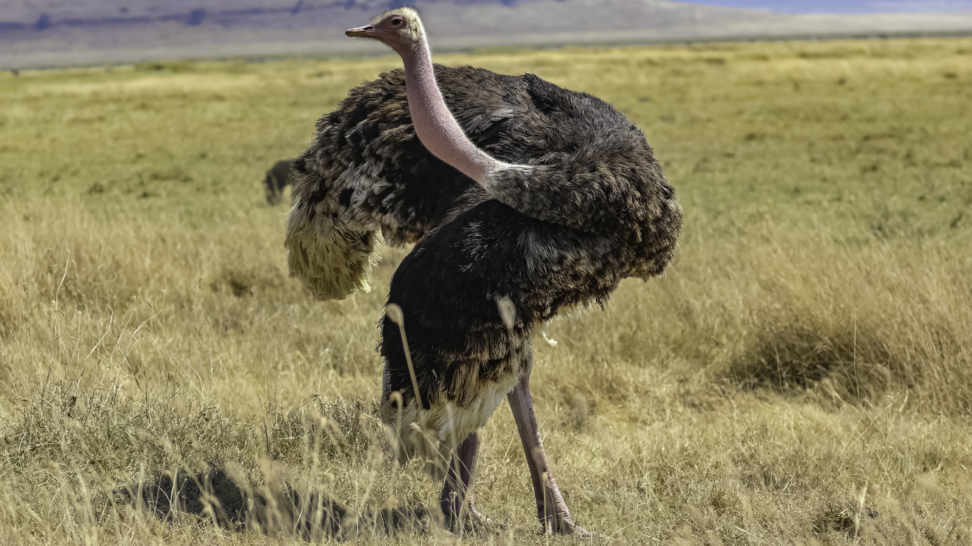 Ngorongoro