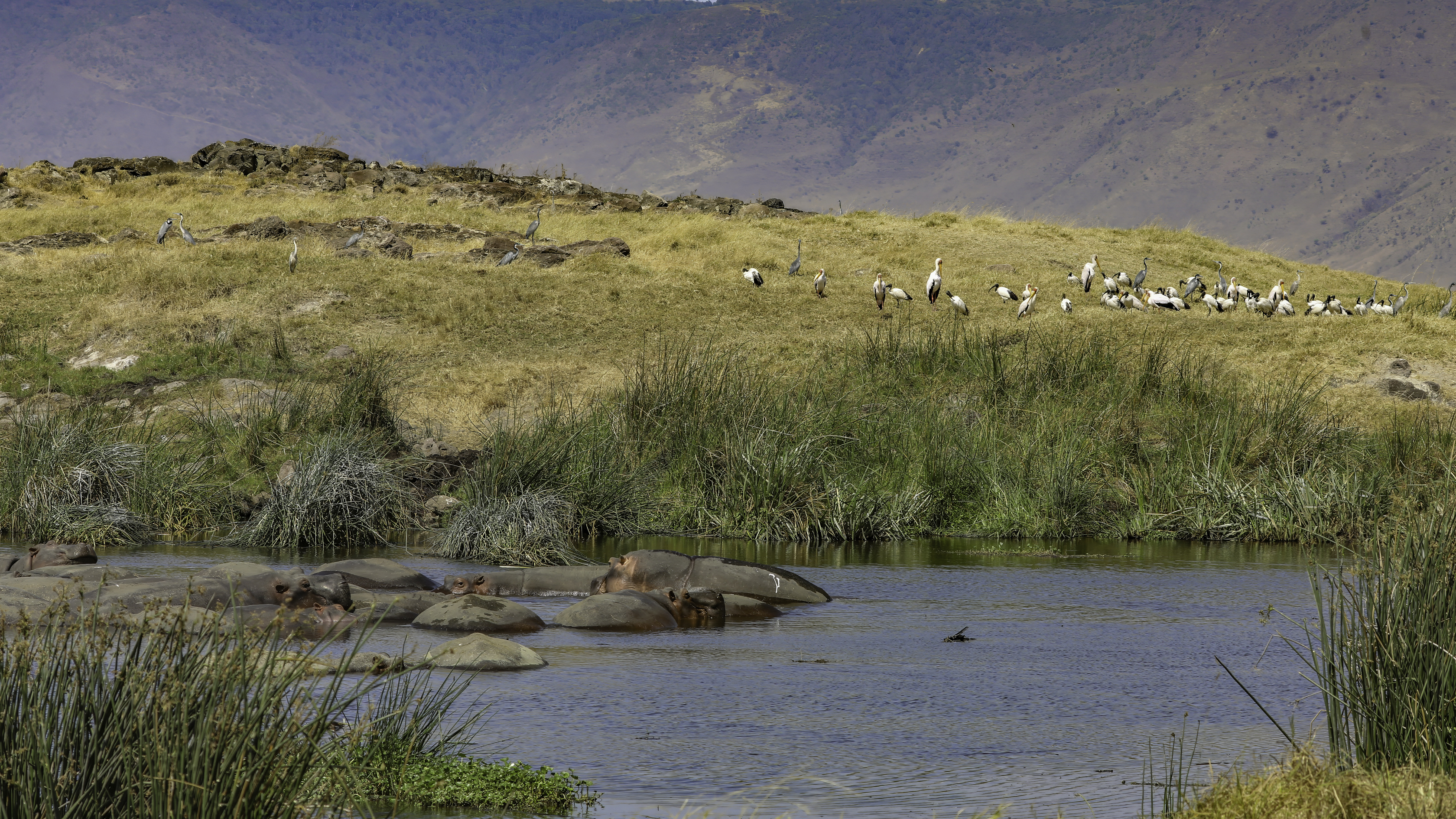 Ngorongoro