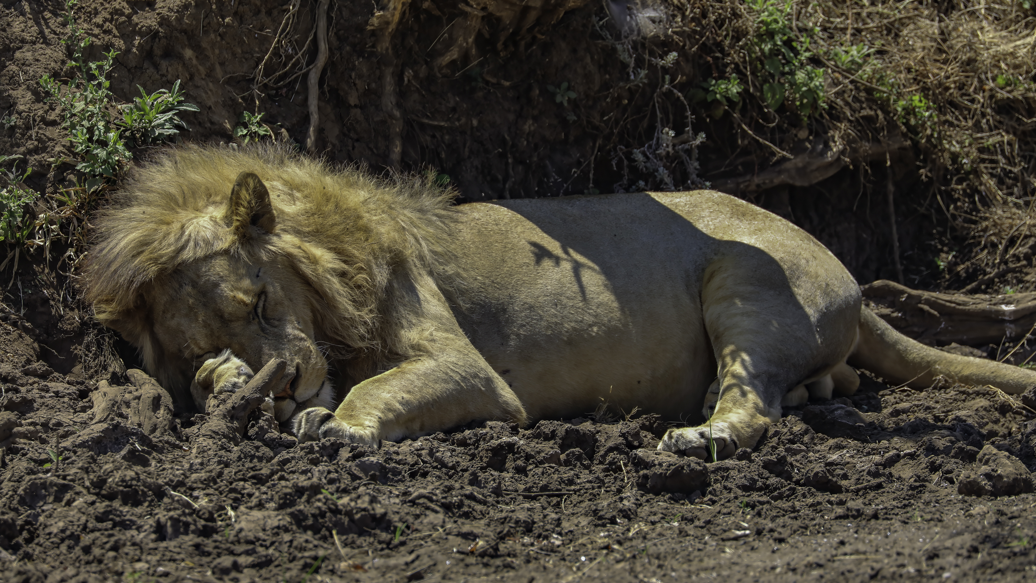 Ngorongoro
