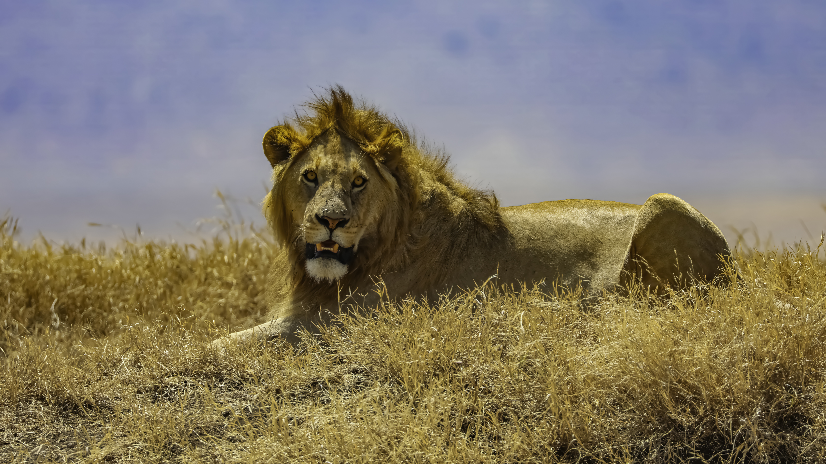 Ngorongoro