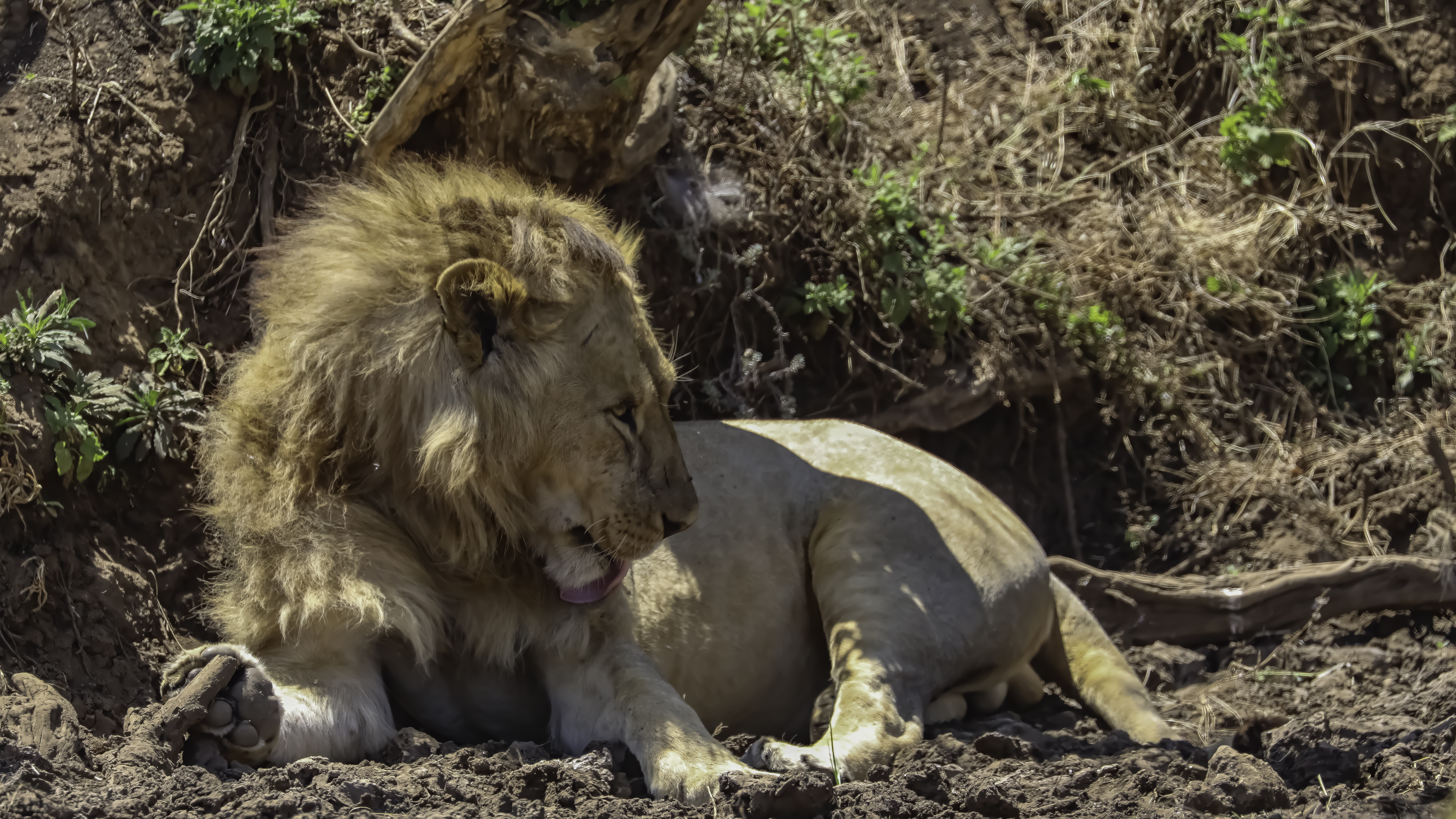Ngorongoro