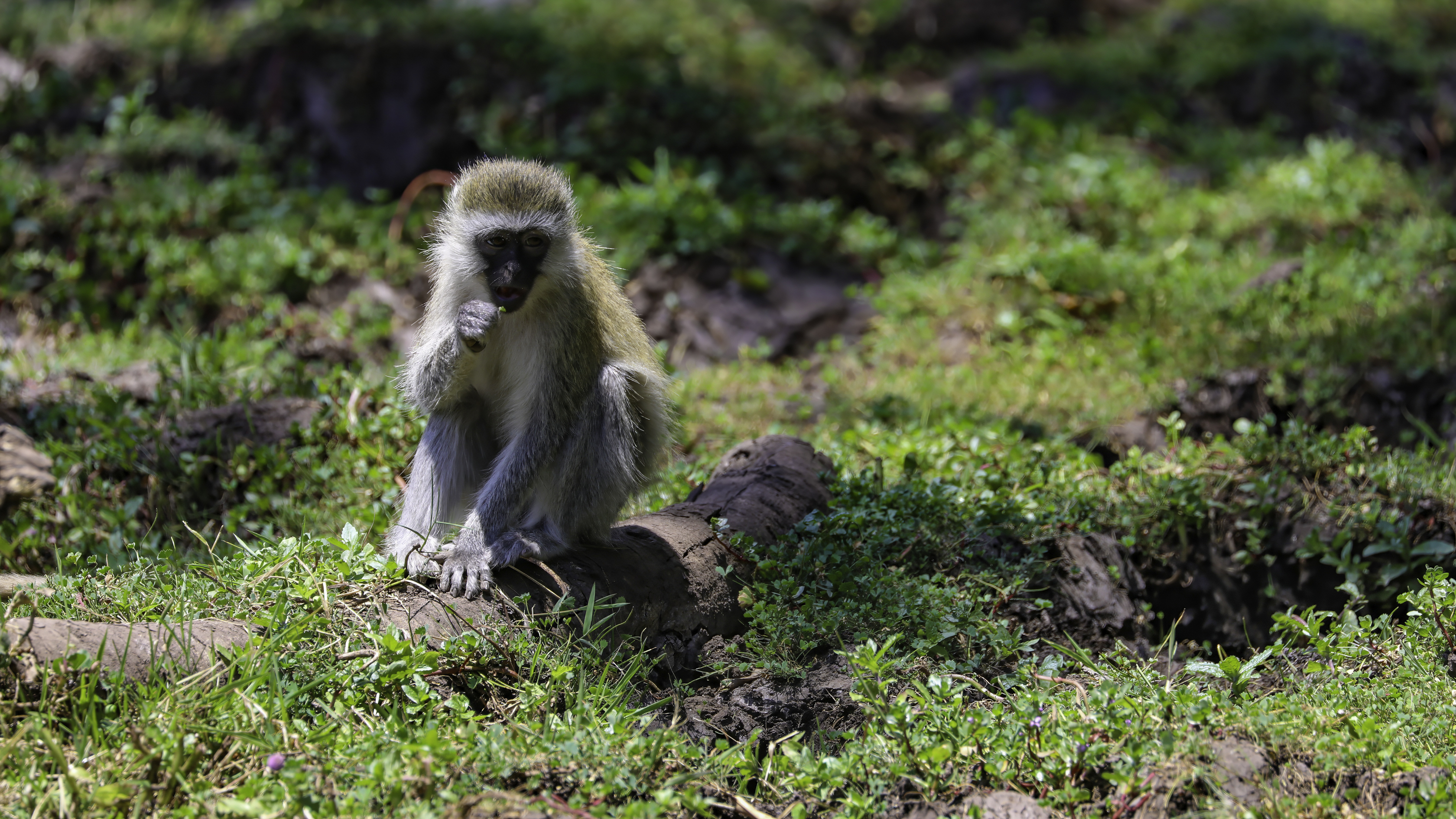 Ngorongoro