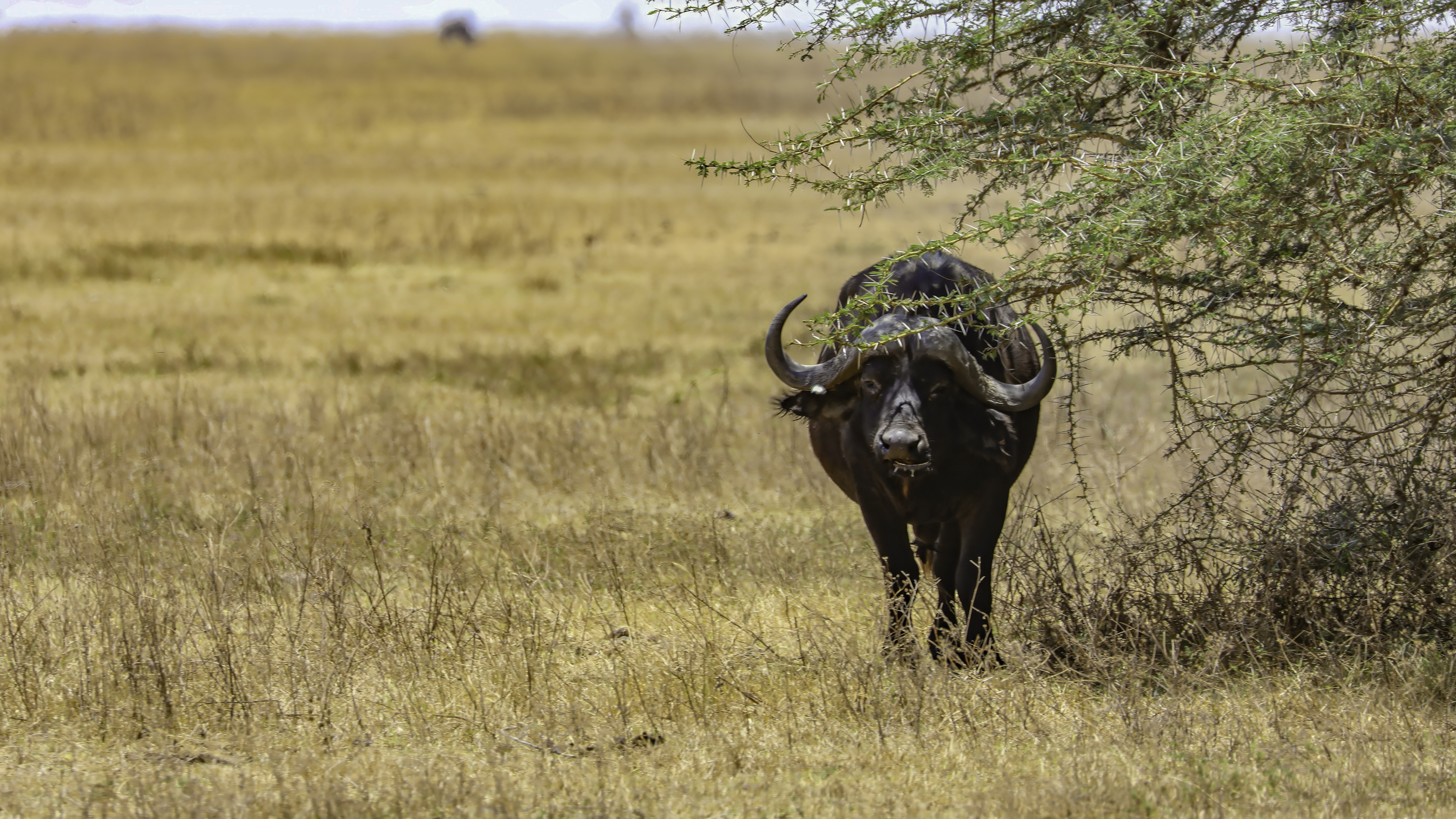 Ngorongoro
