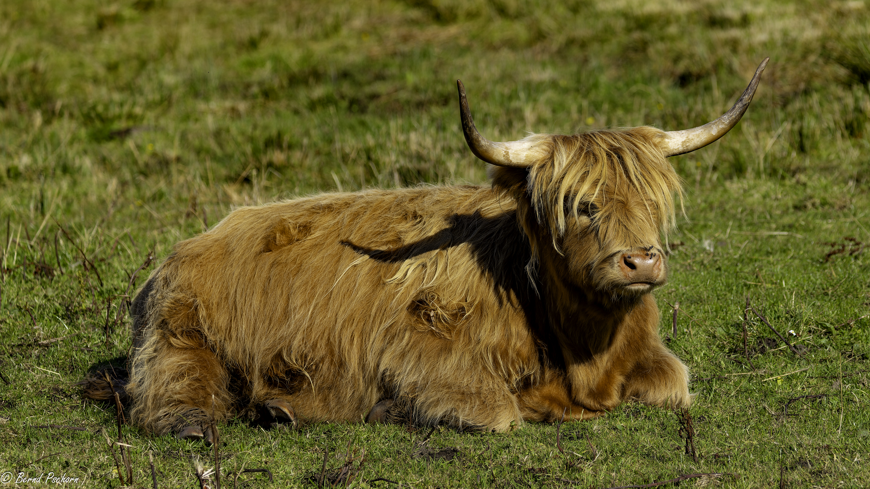 Schottland