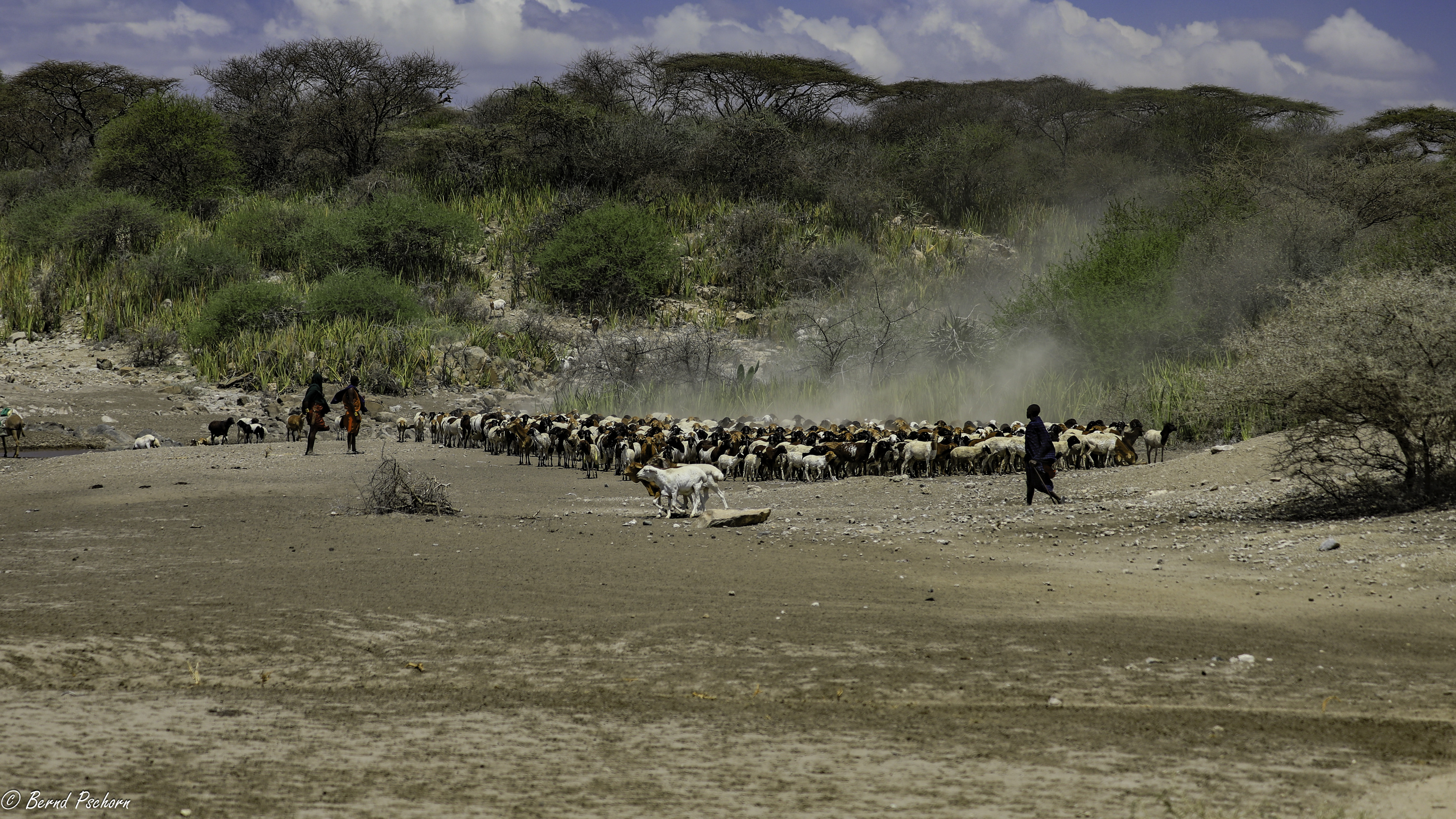 Serengeti