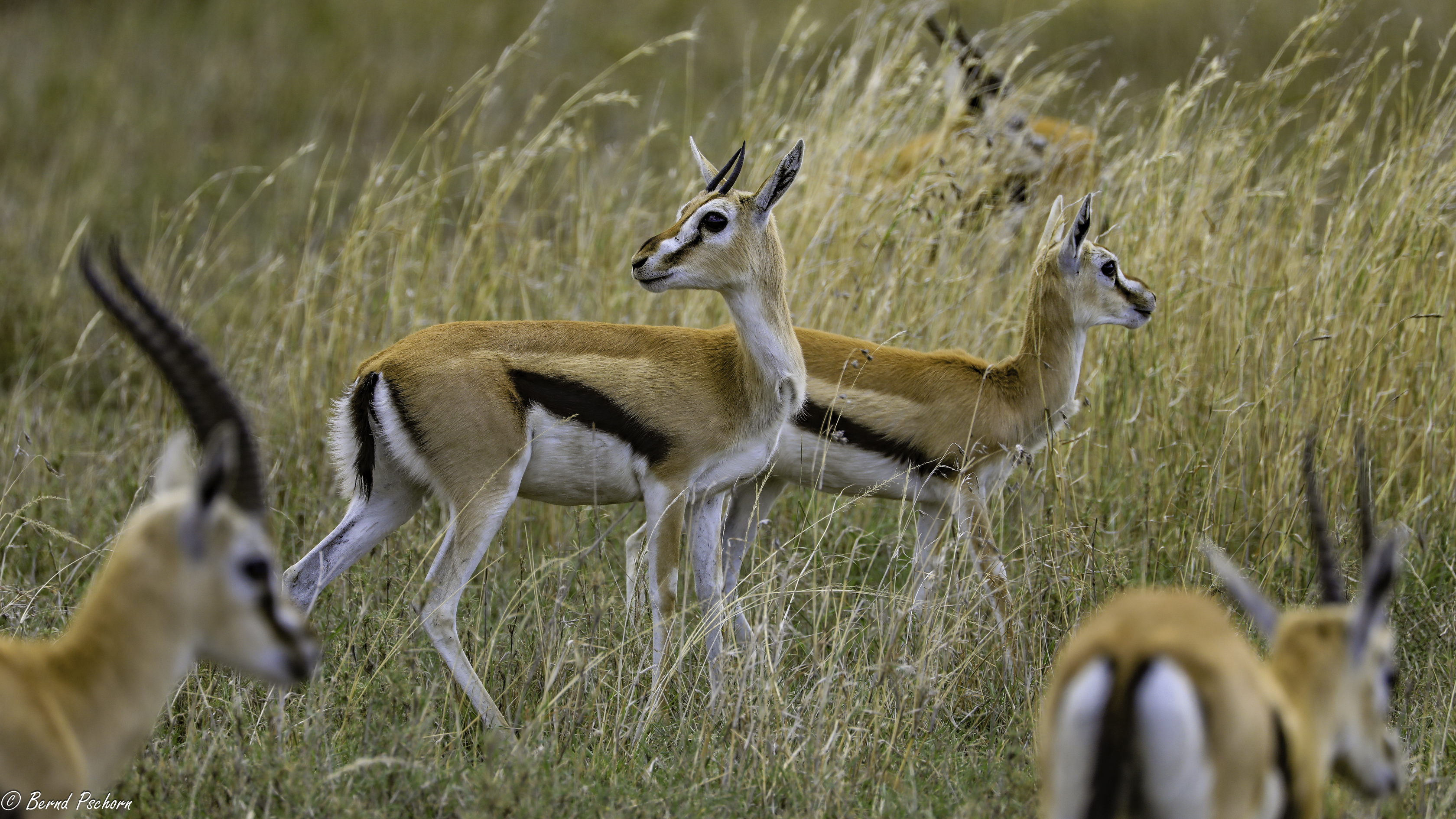 Serengeti