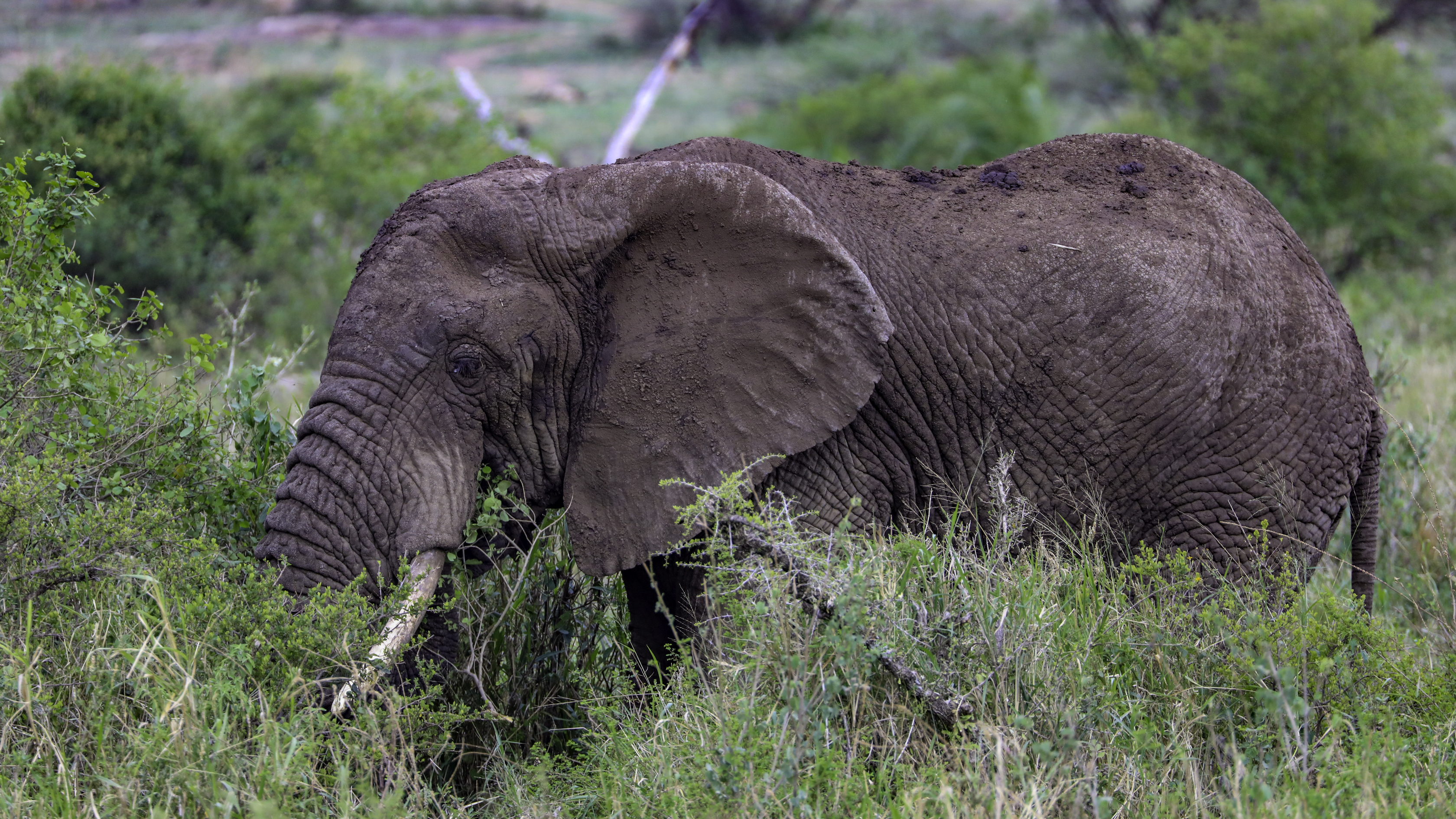 Serengeti