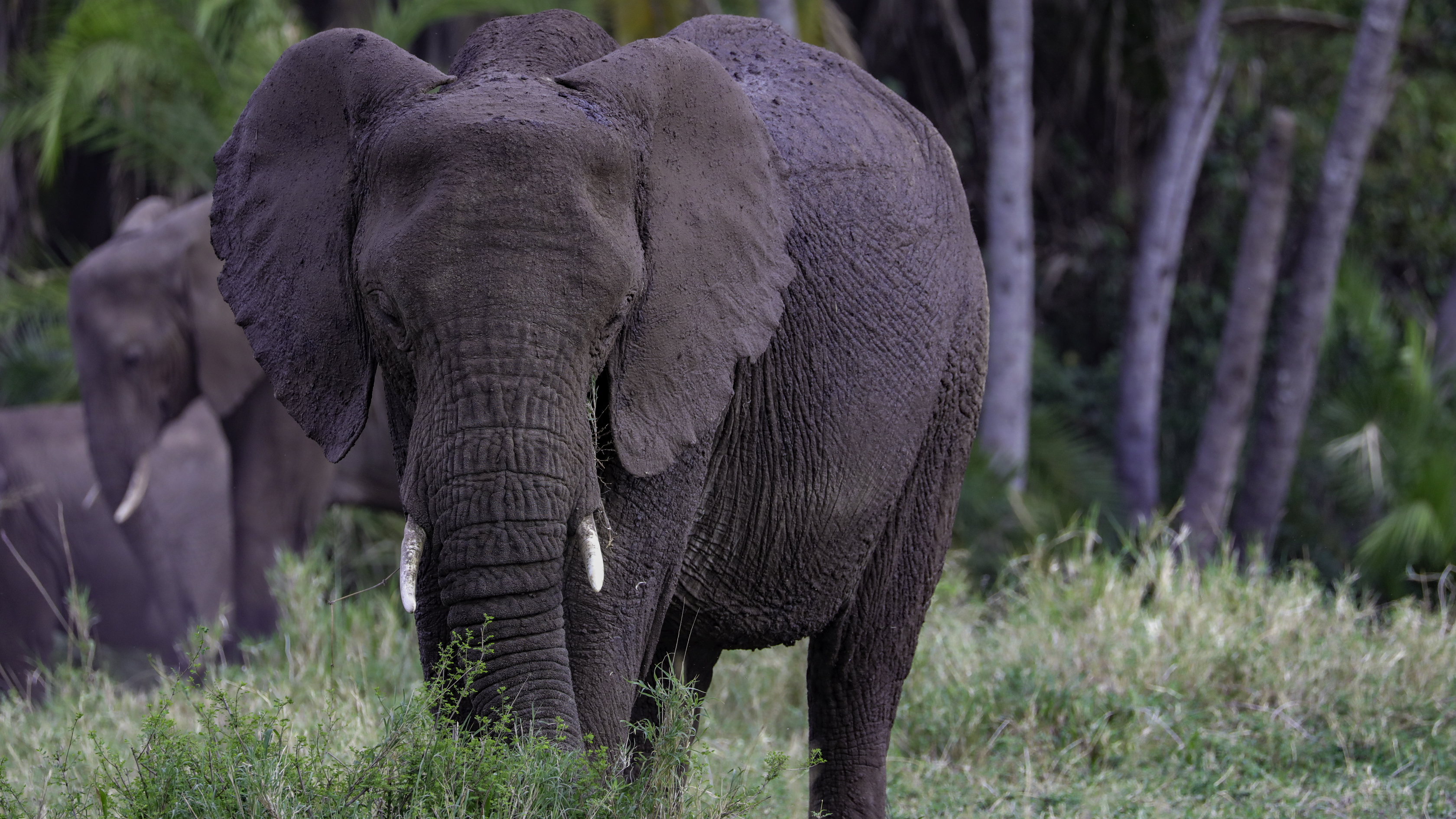 Serengeti