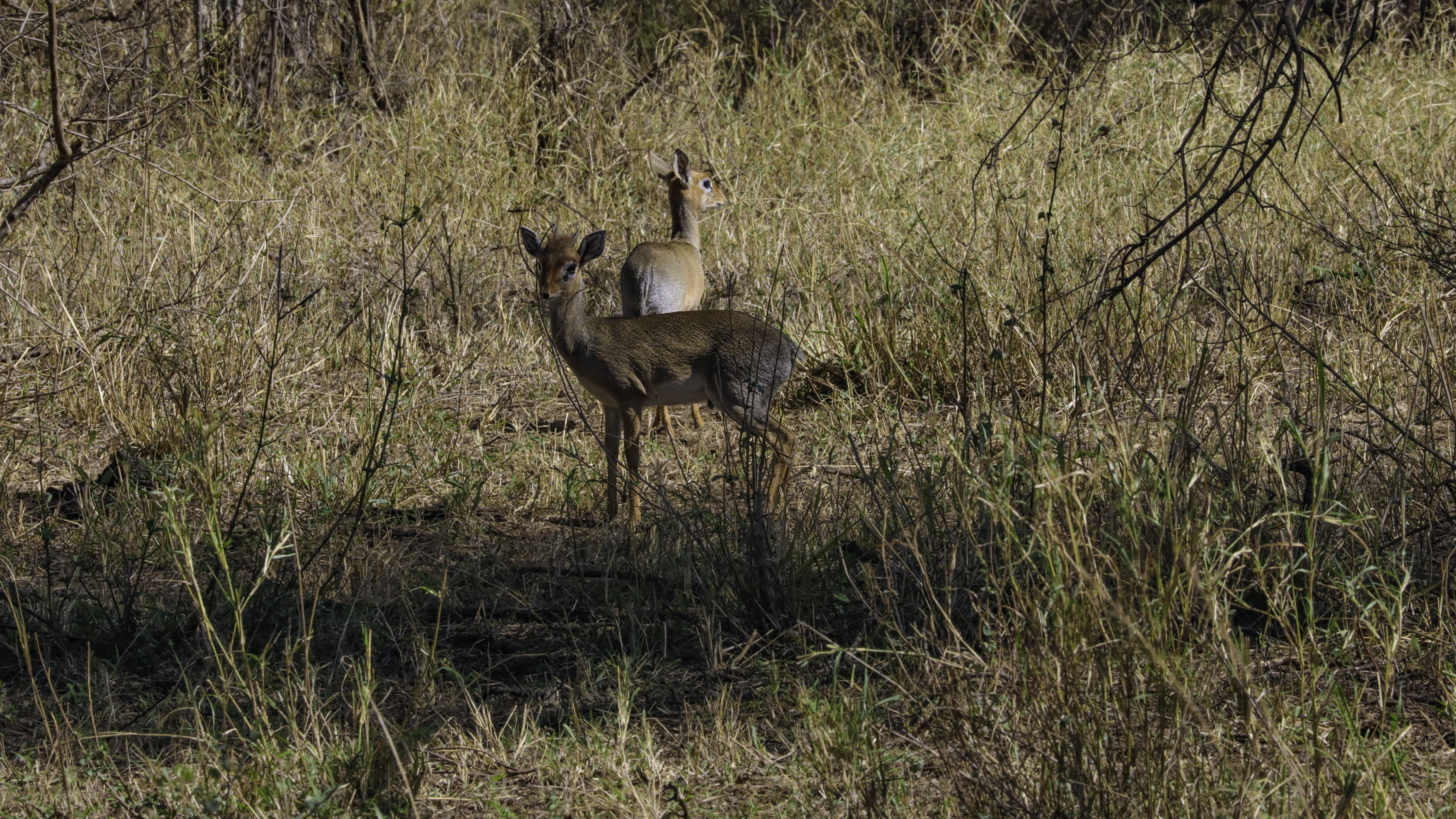 Serengeti