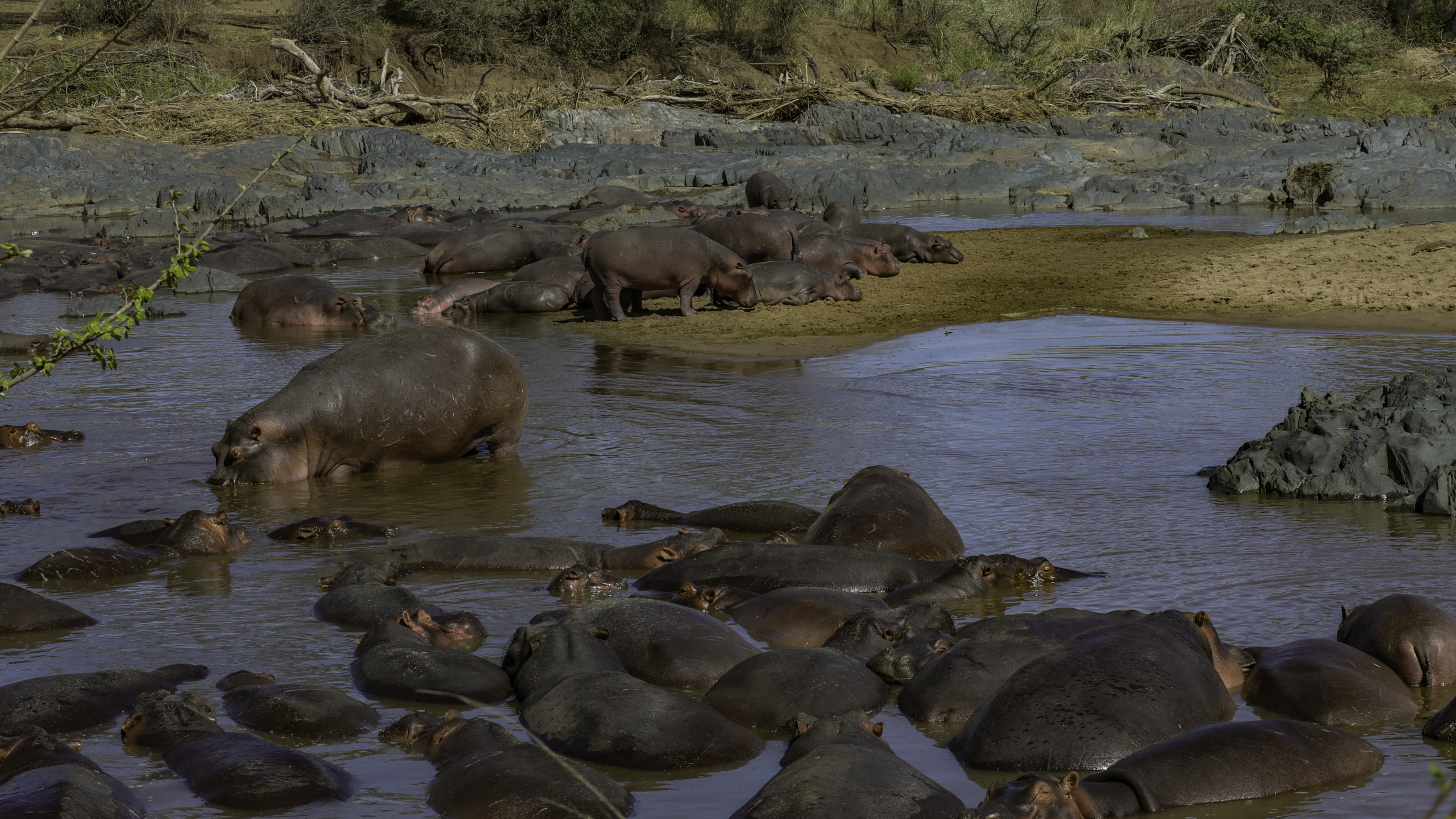 Serengeti
