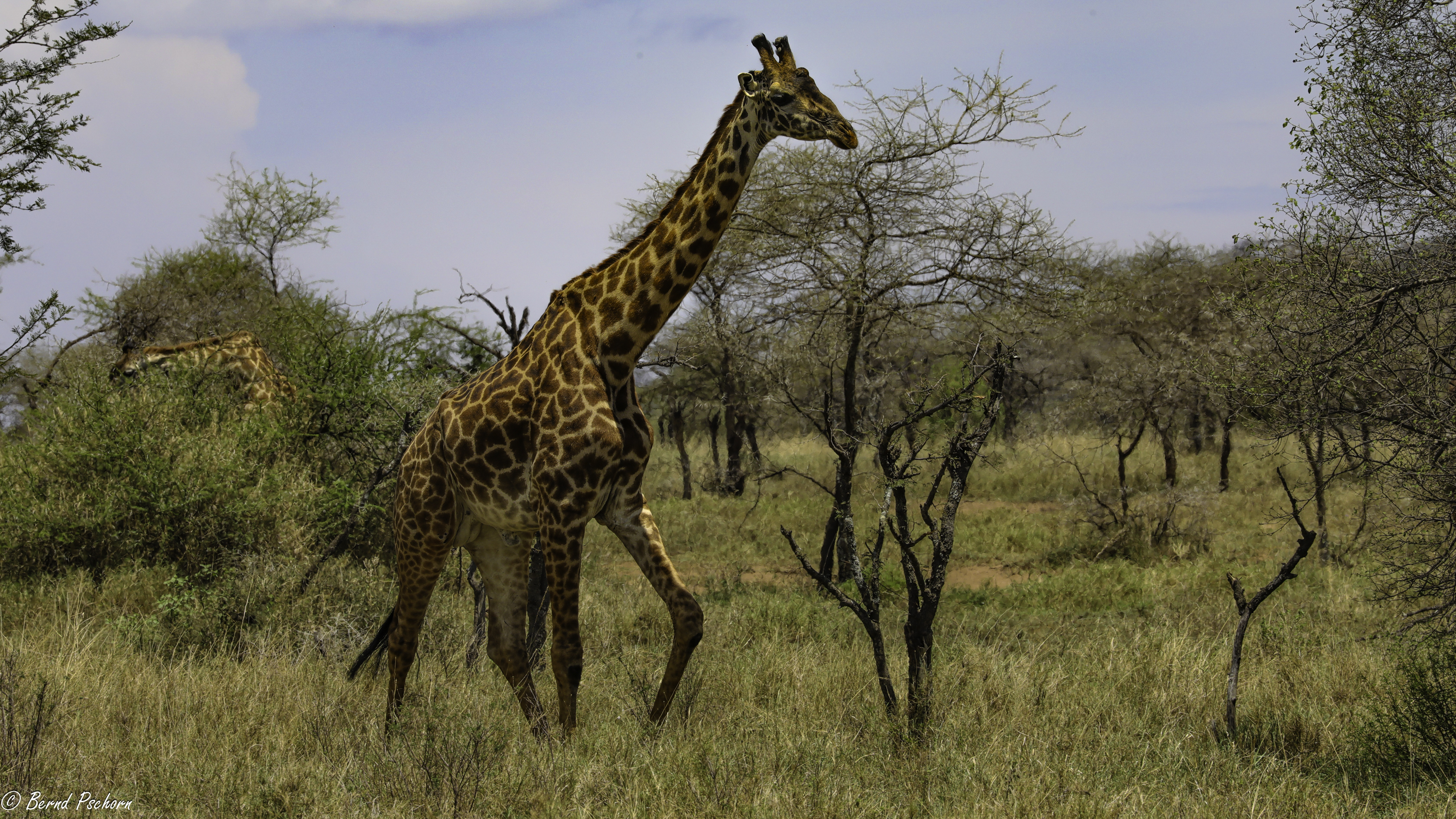 Serengeti