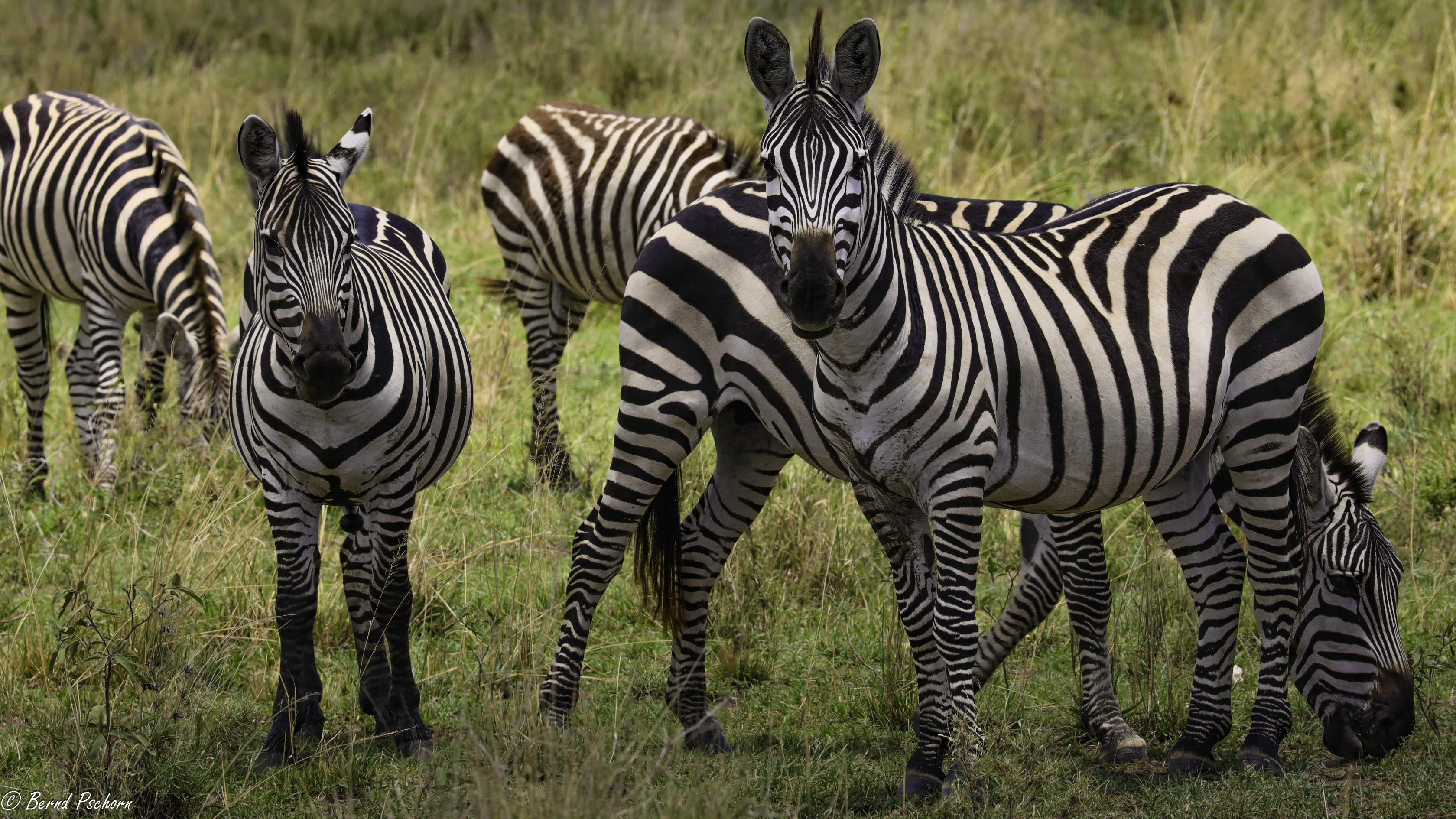 Serengeti