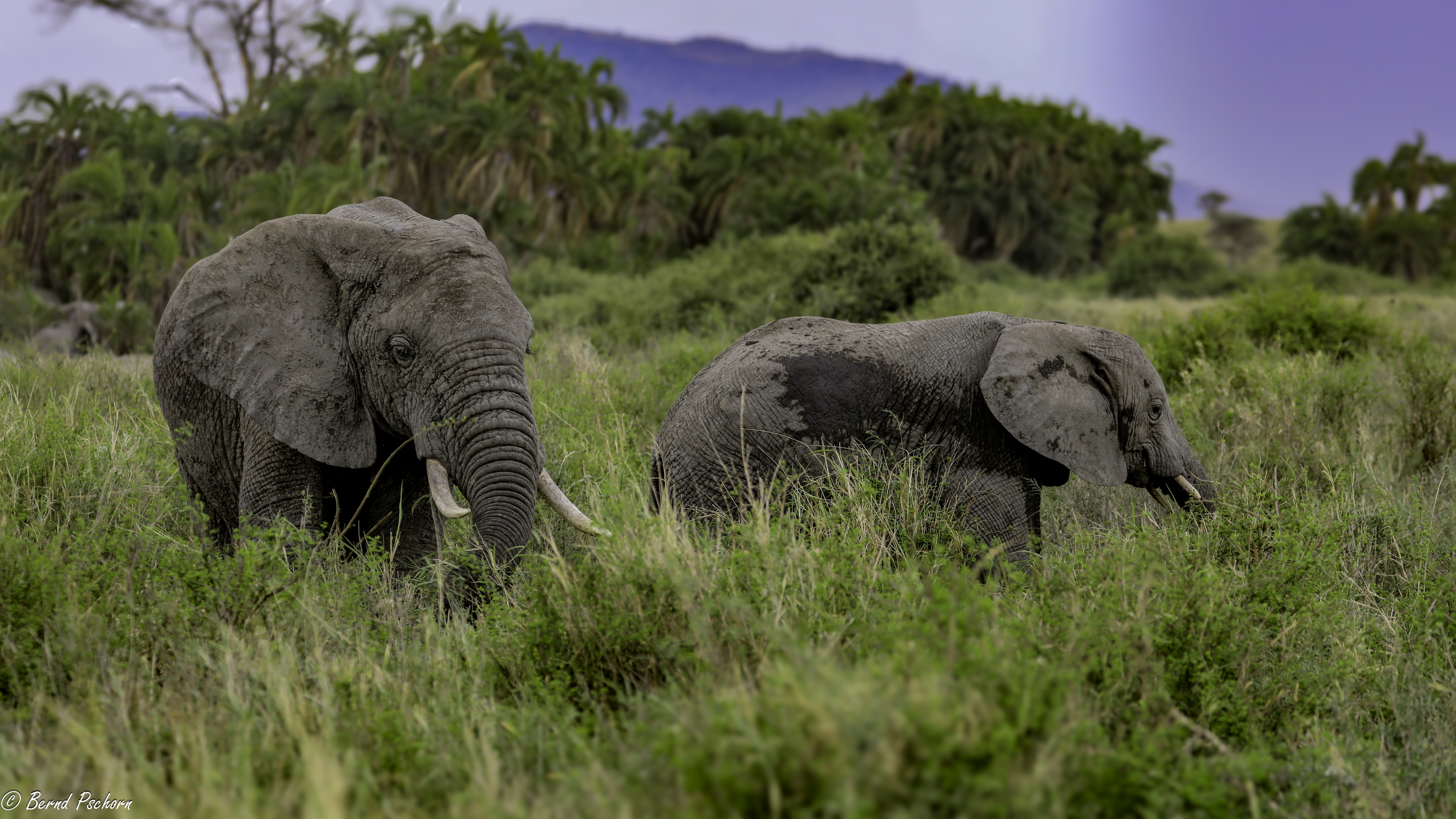 Serengeti