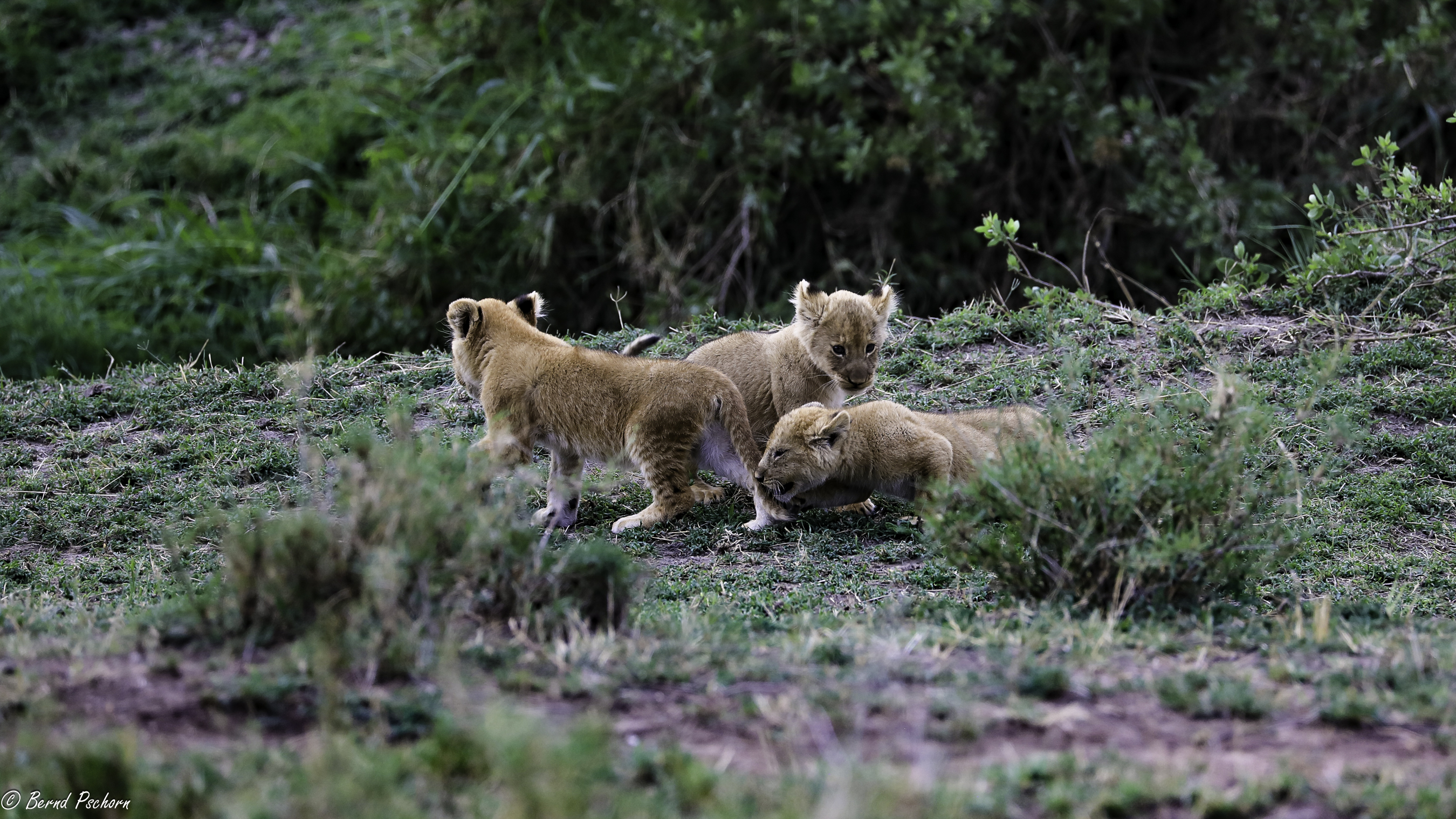 Serengeti