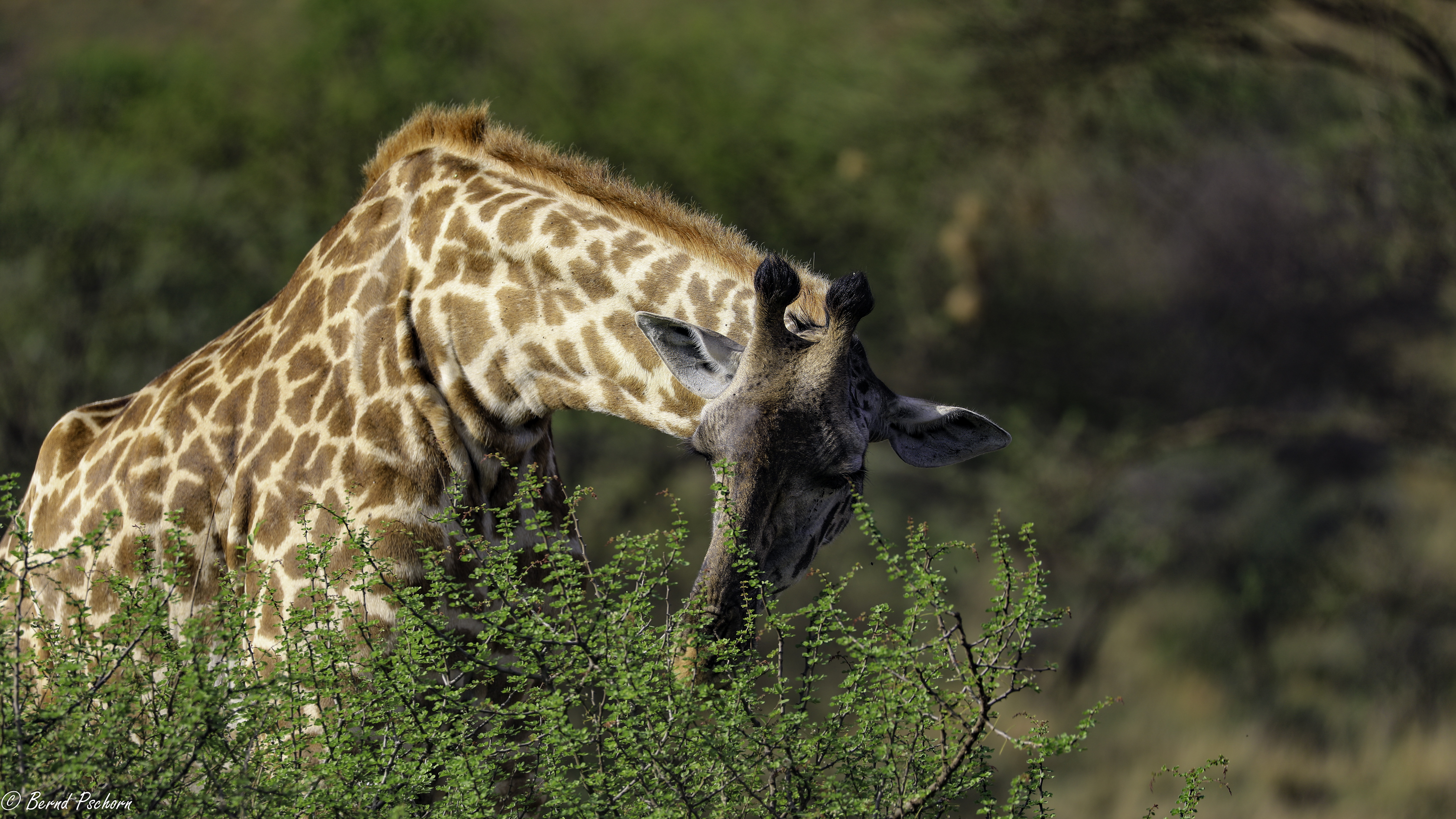 Serengeti