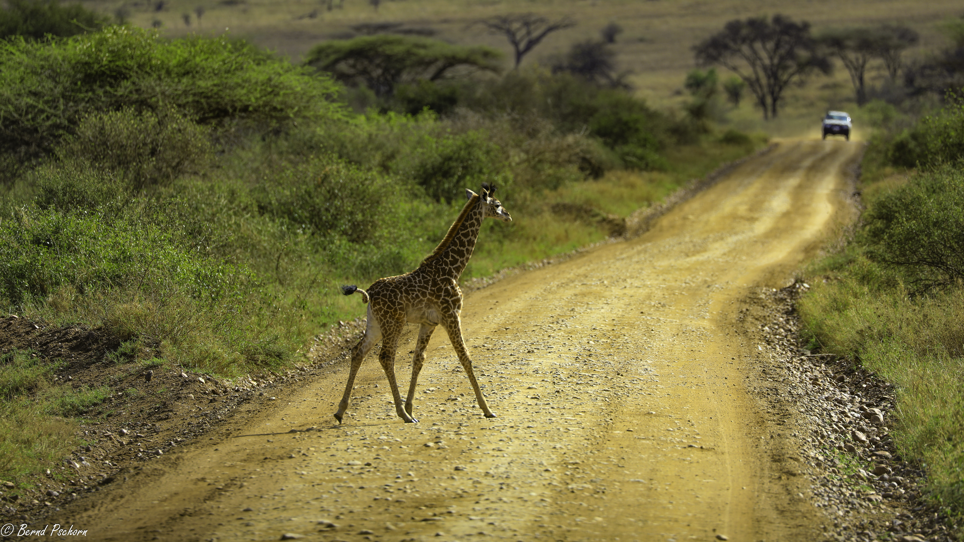 Serengeti