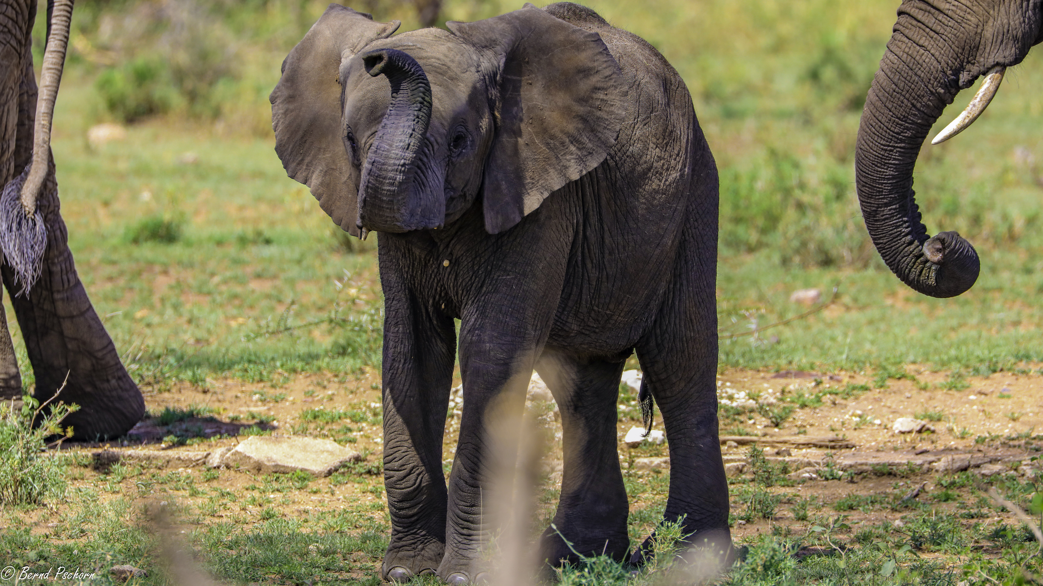 Serengeti