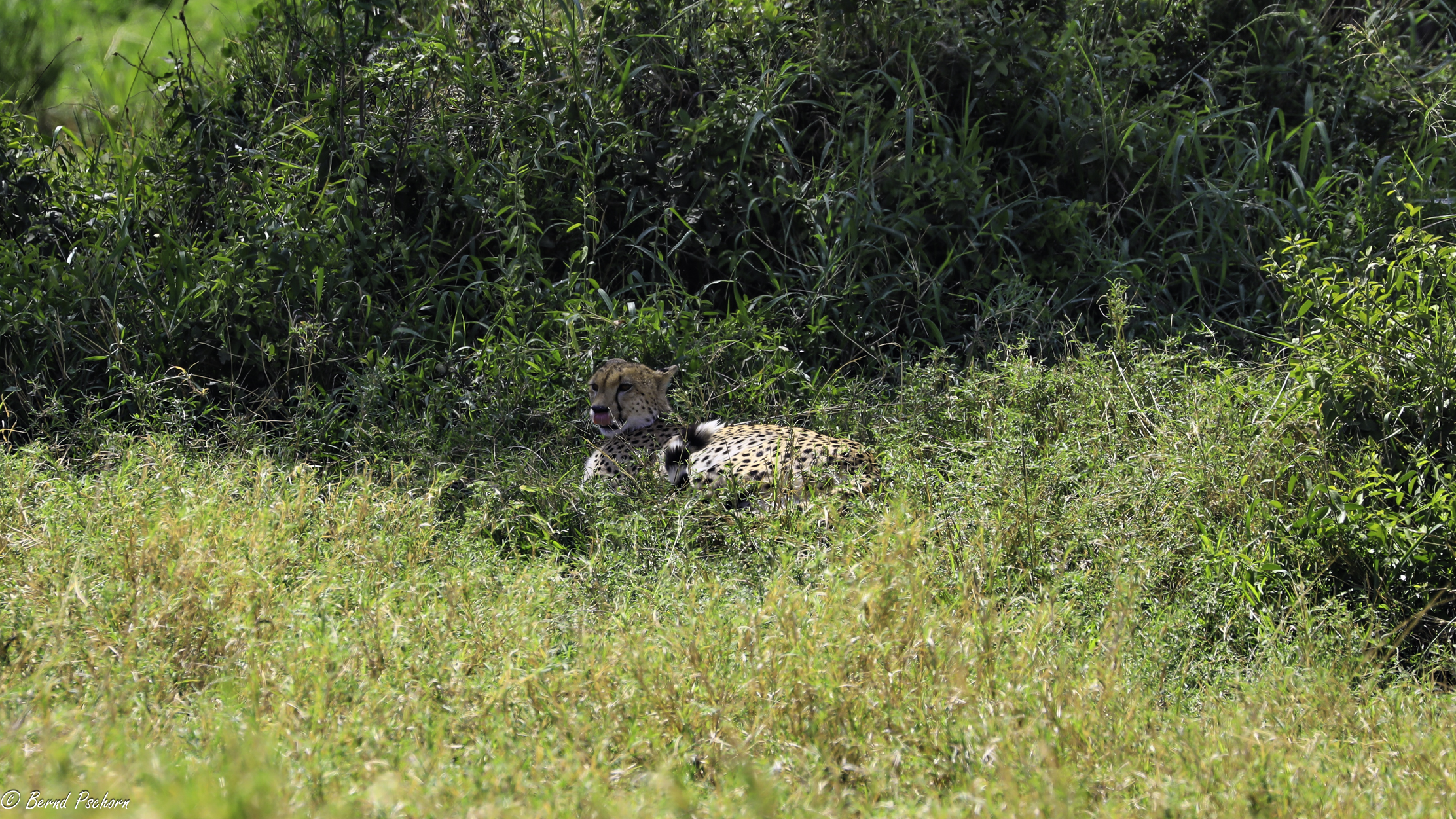 Serengeti