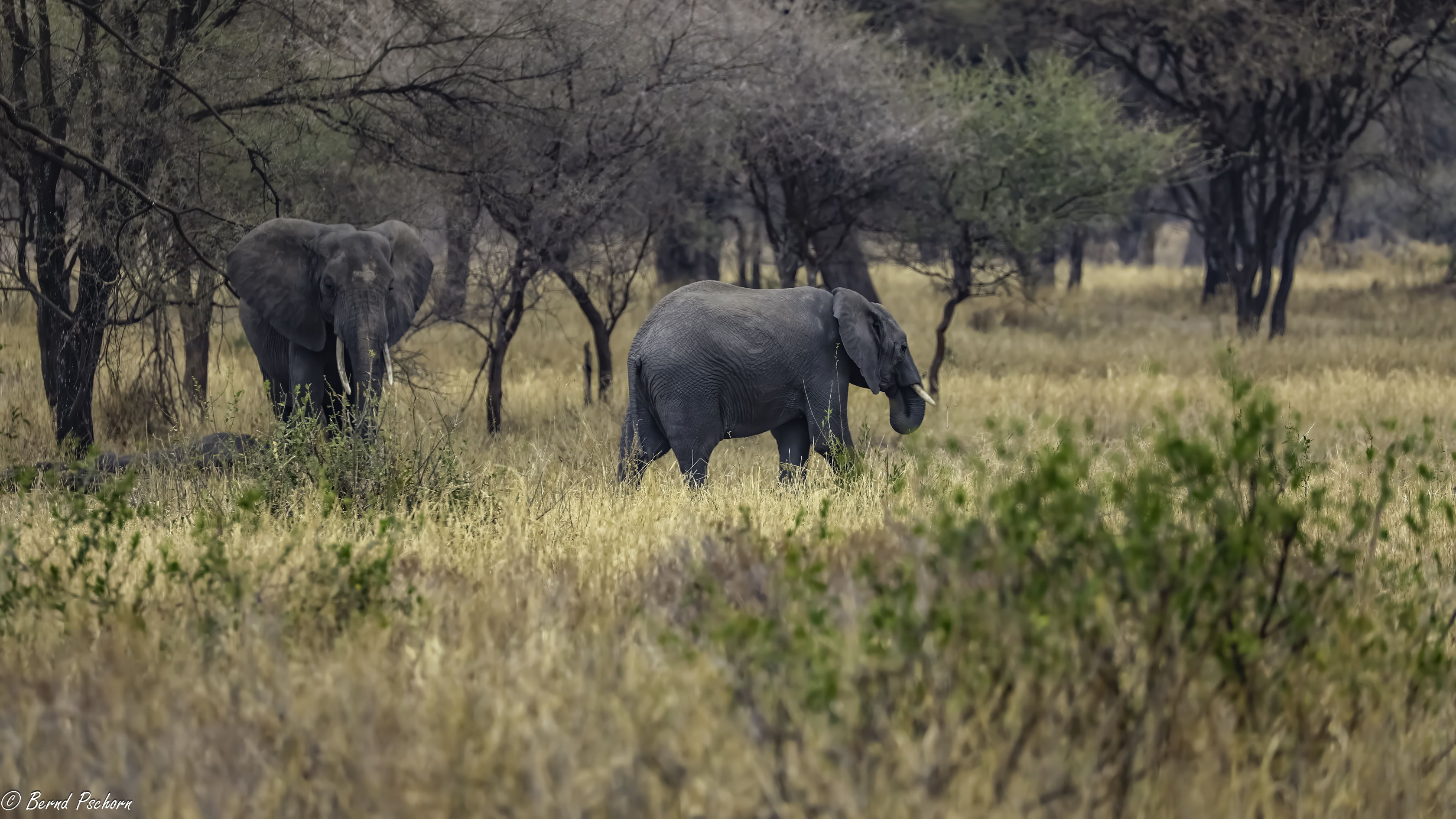 Tarangire