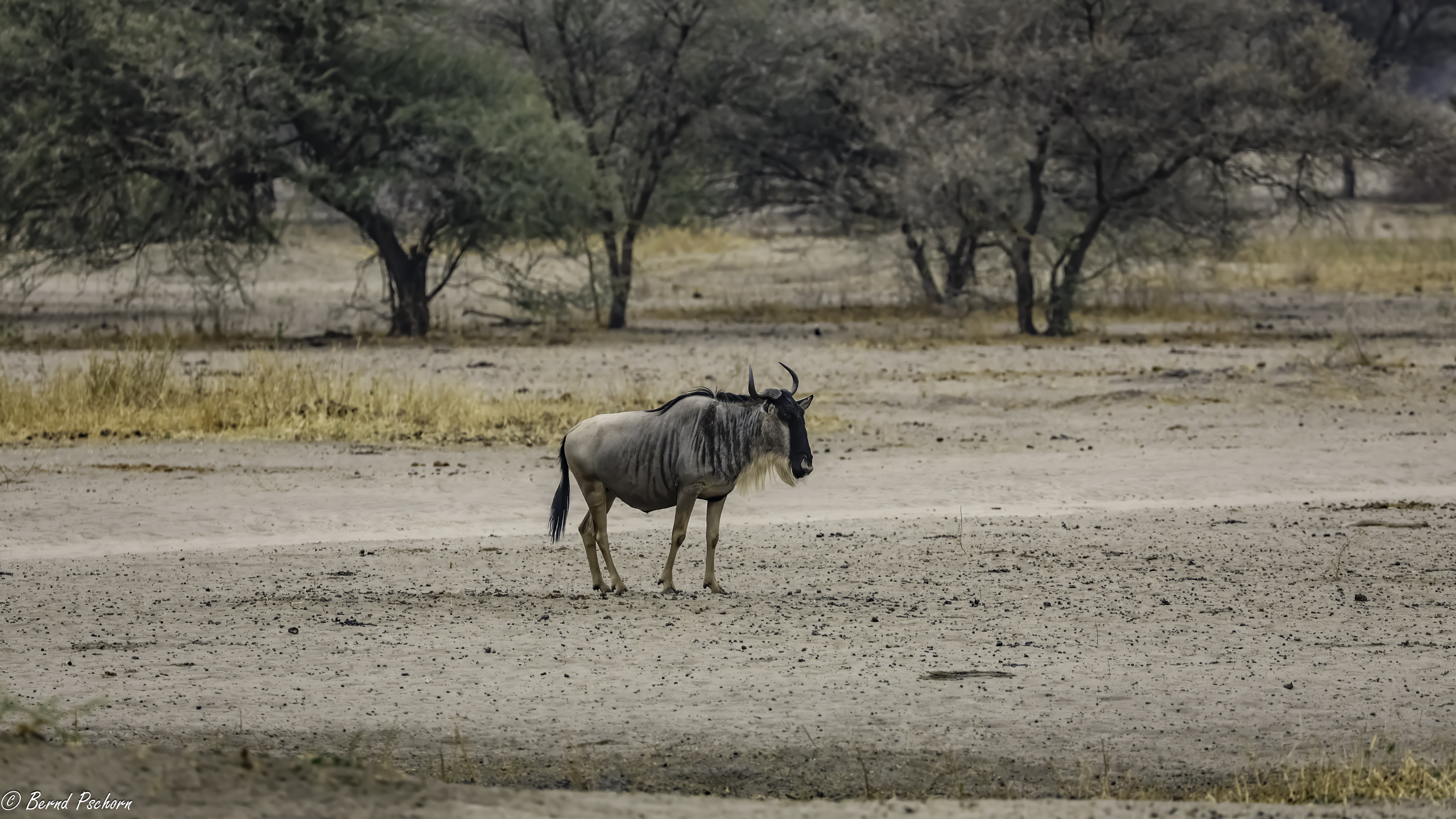 Tarangire