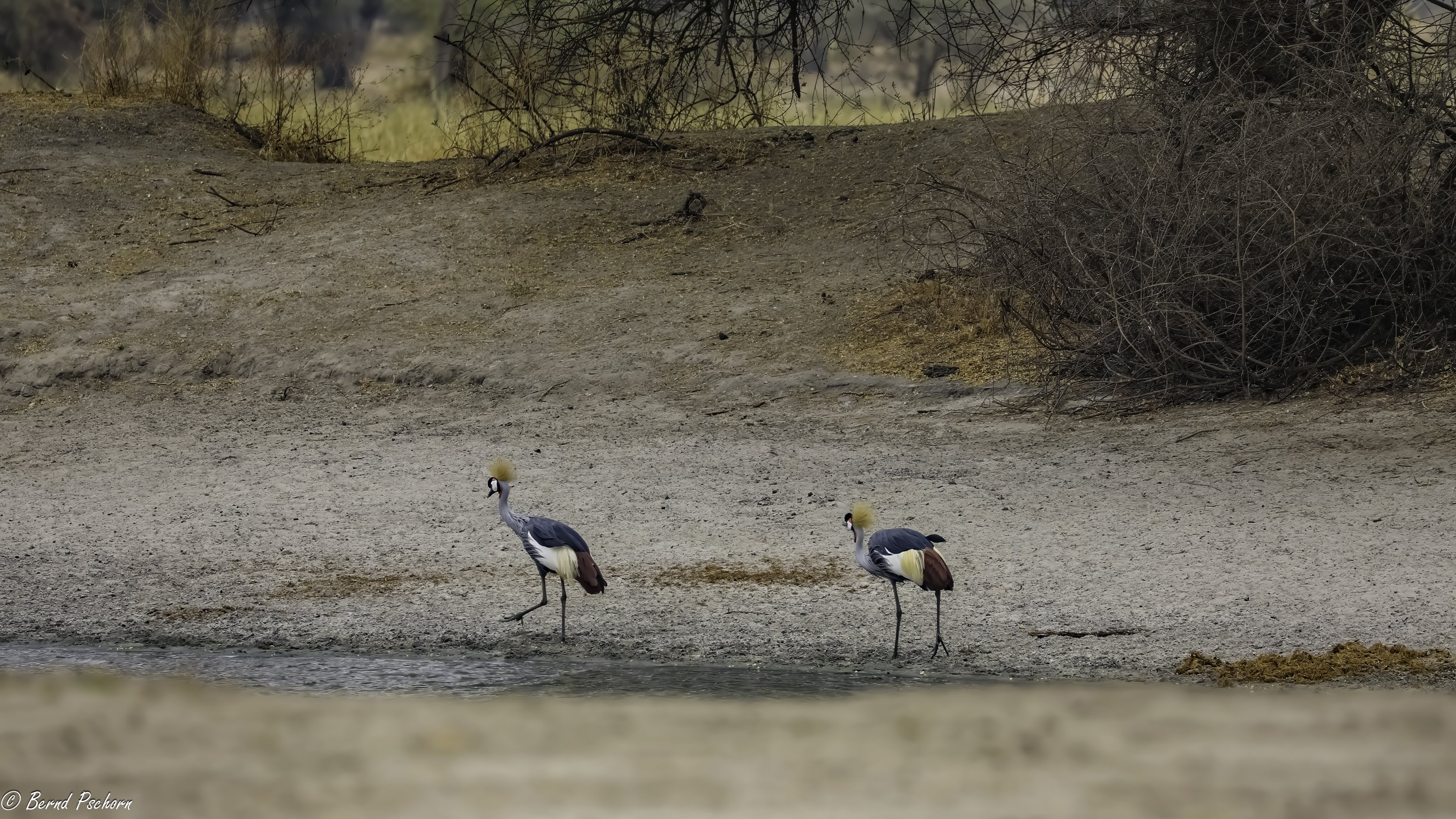 Tarangire