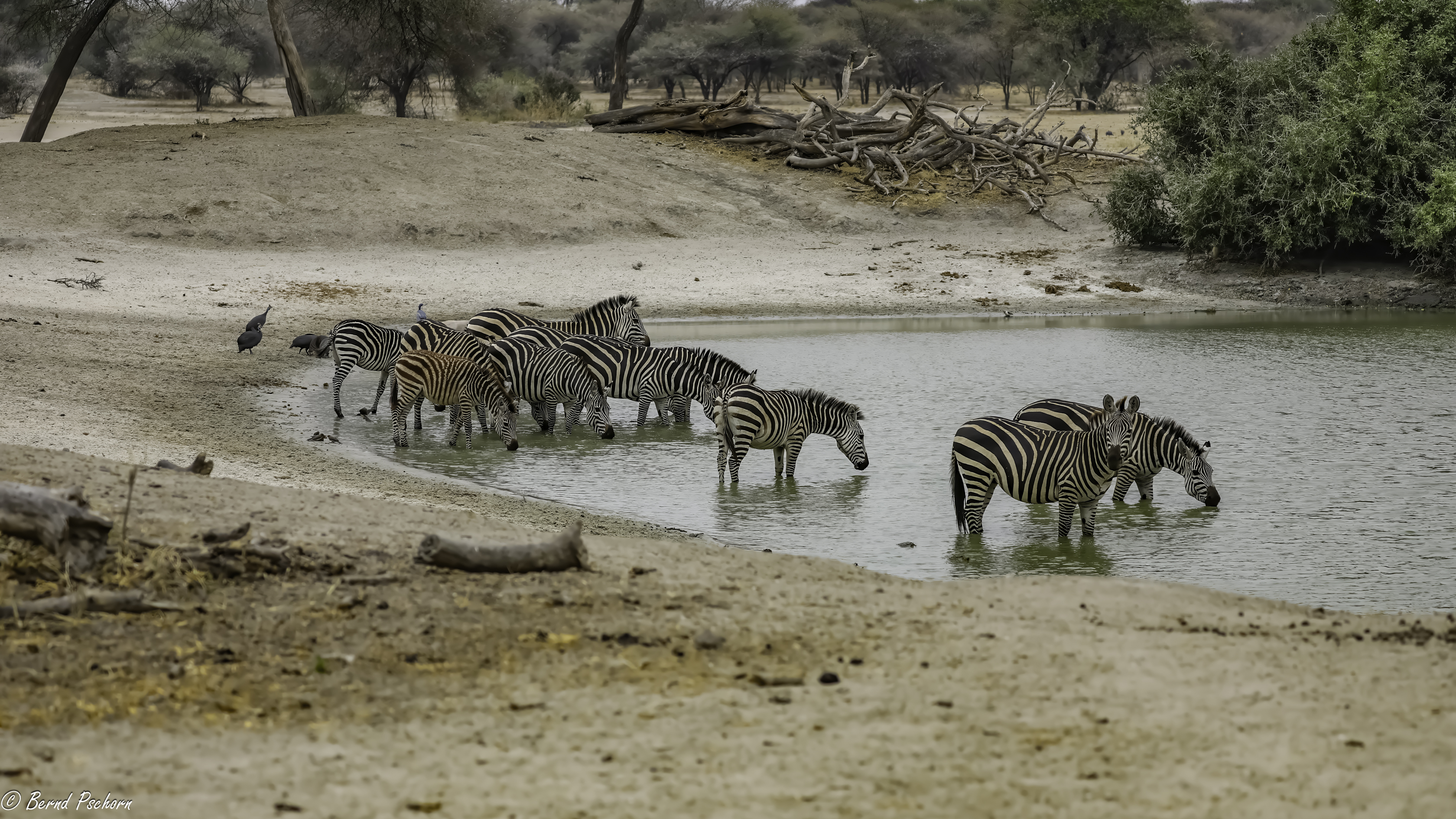 Tarangire