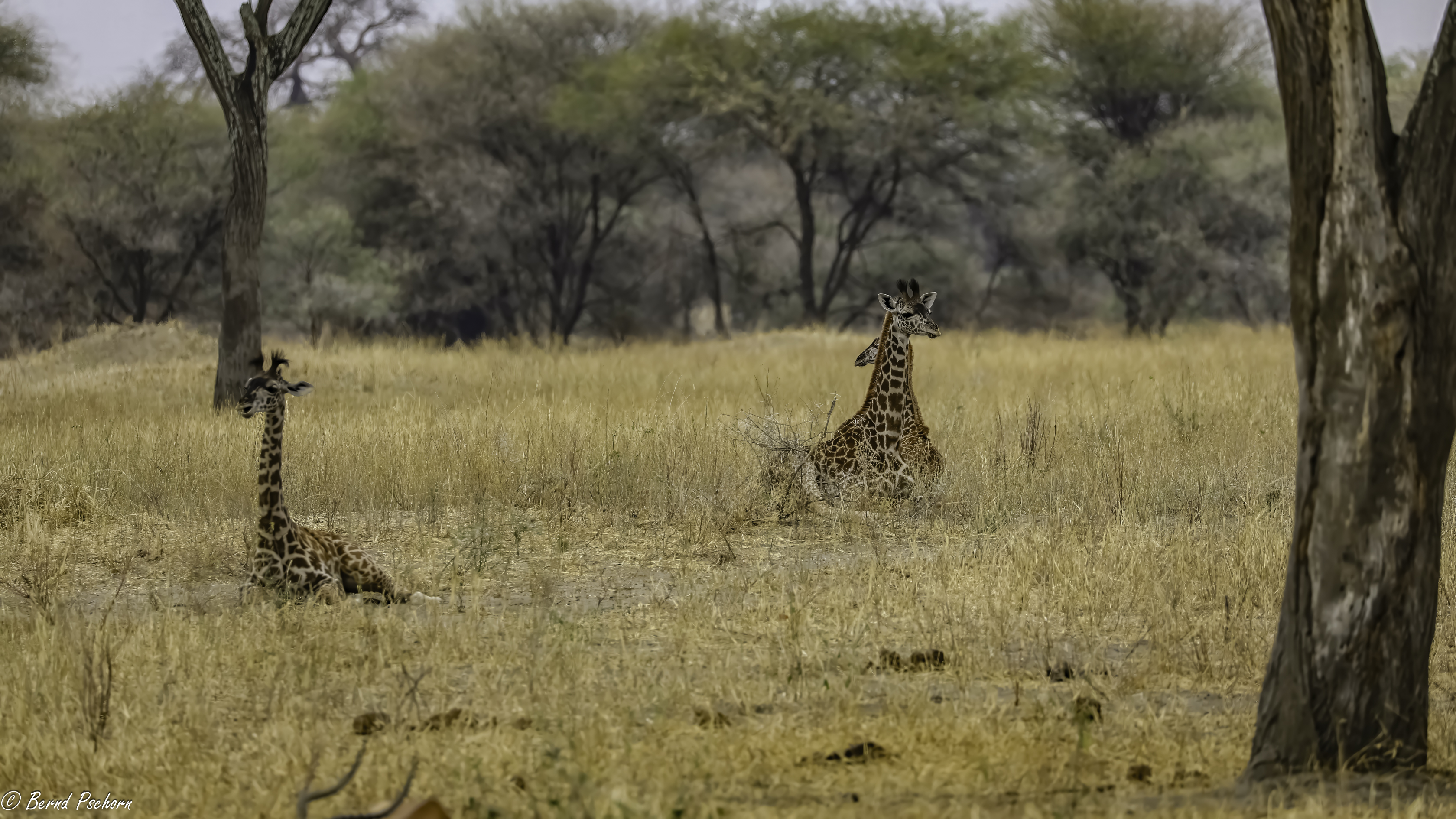Tarangire