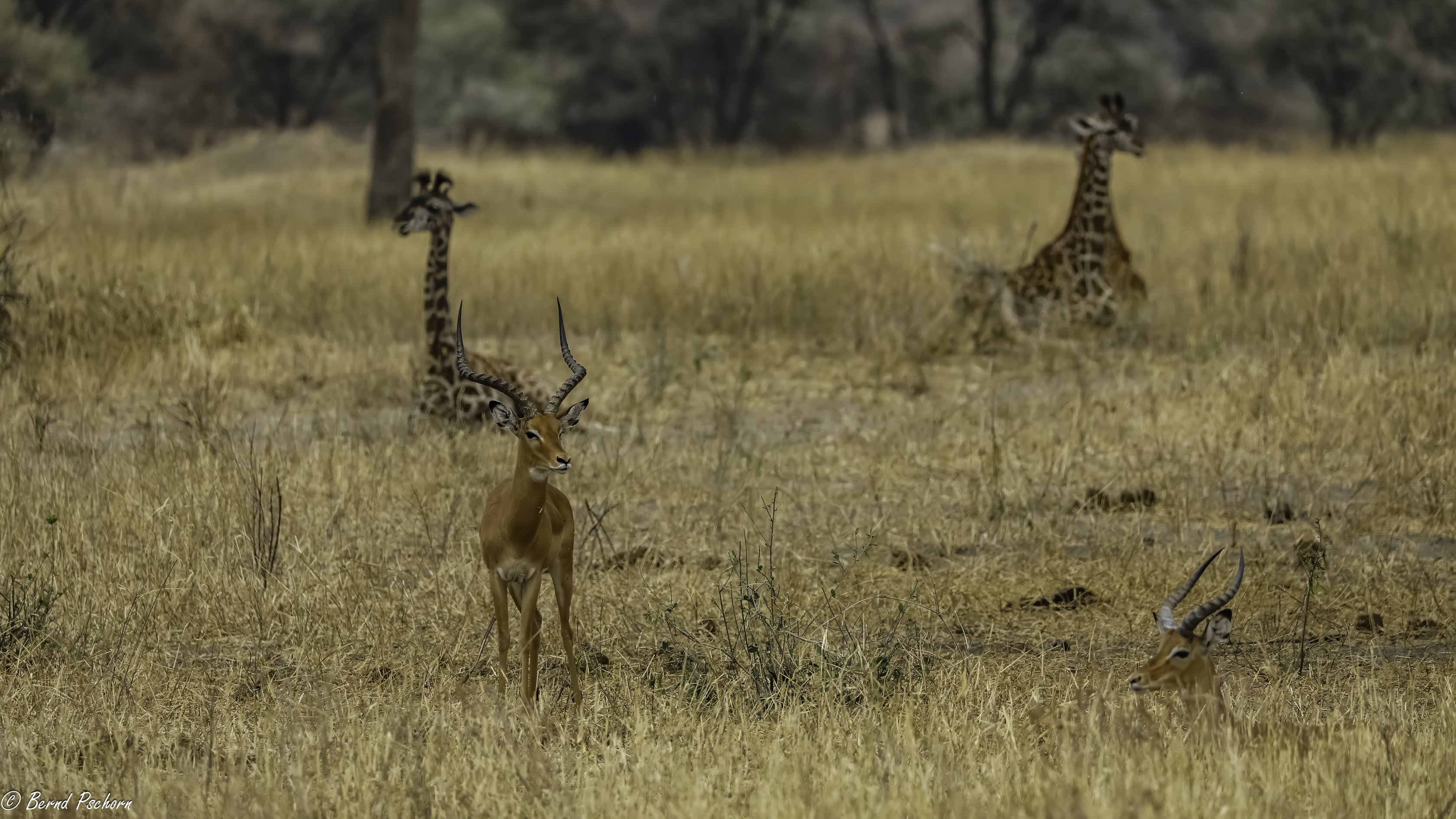 Tarangire