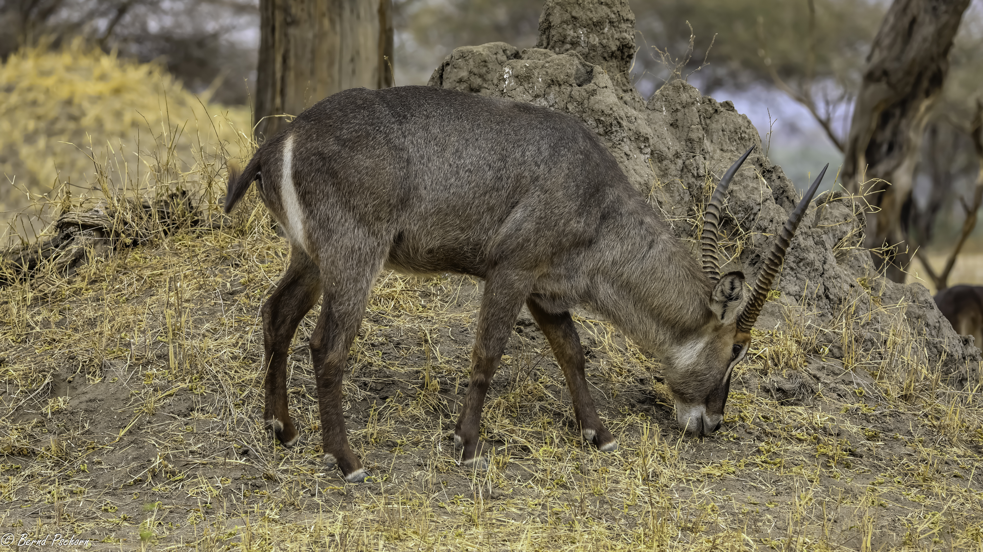 Tarangire