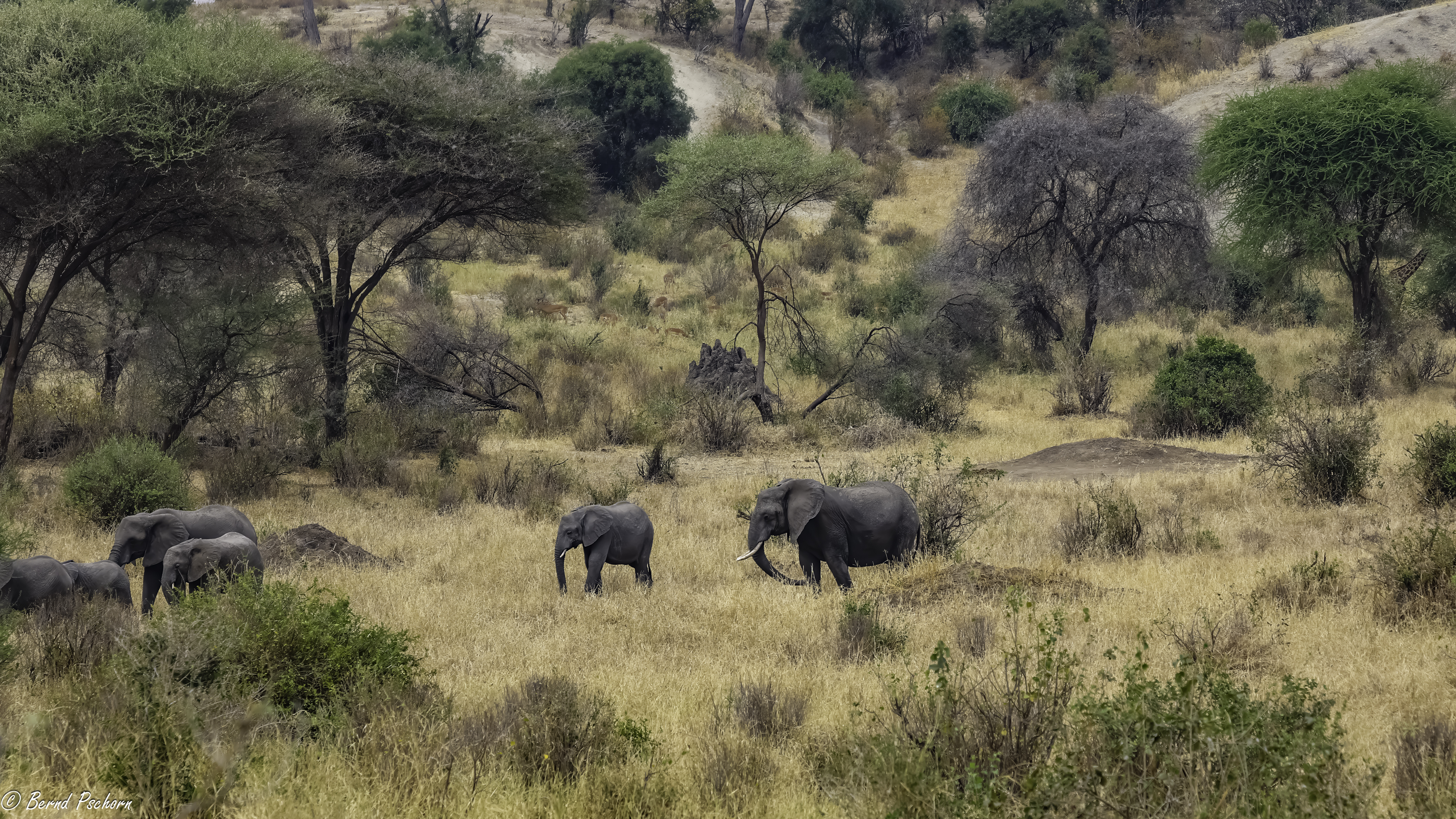 Tarangire