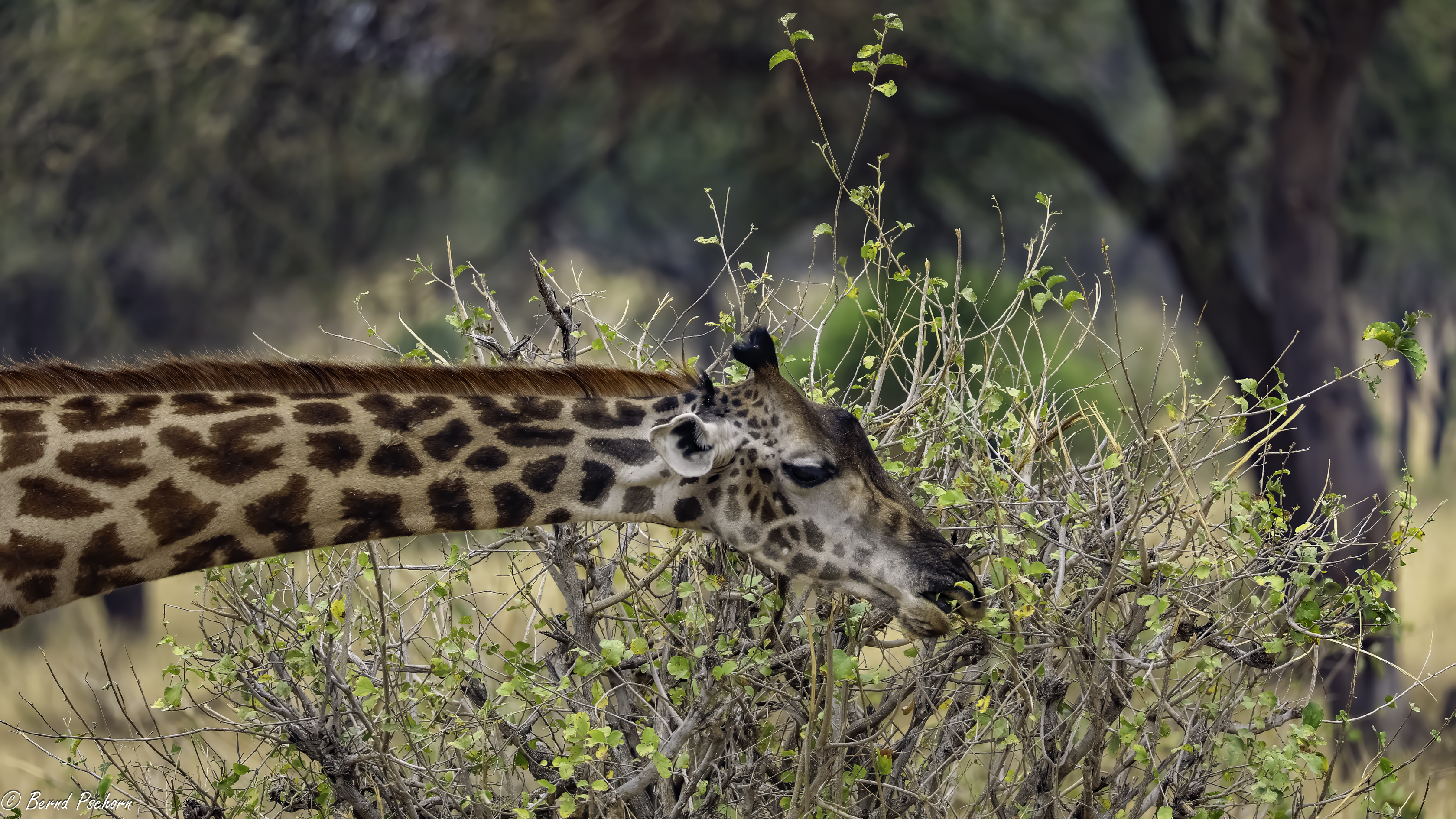 Tarangire