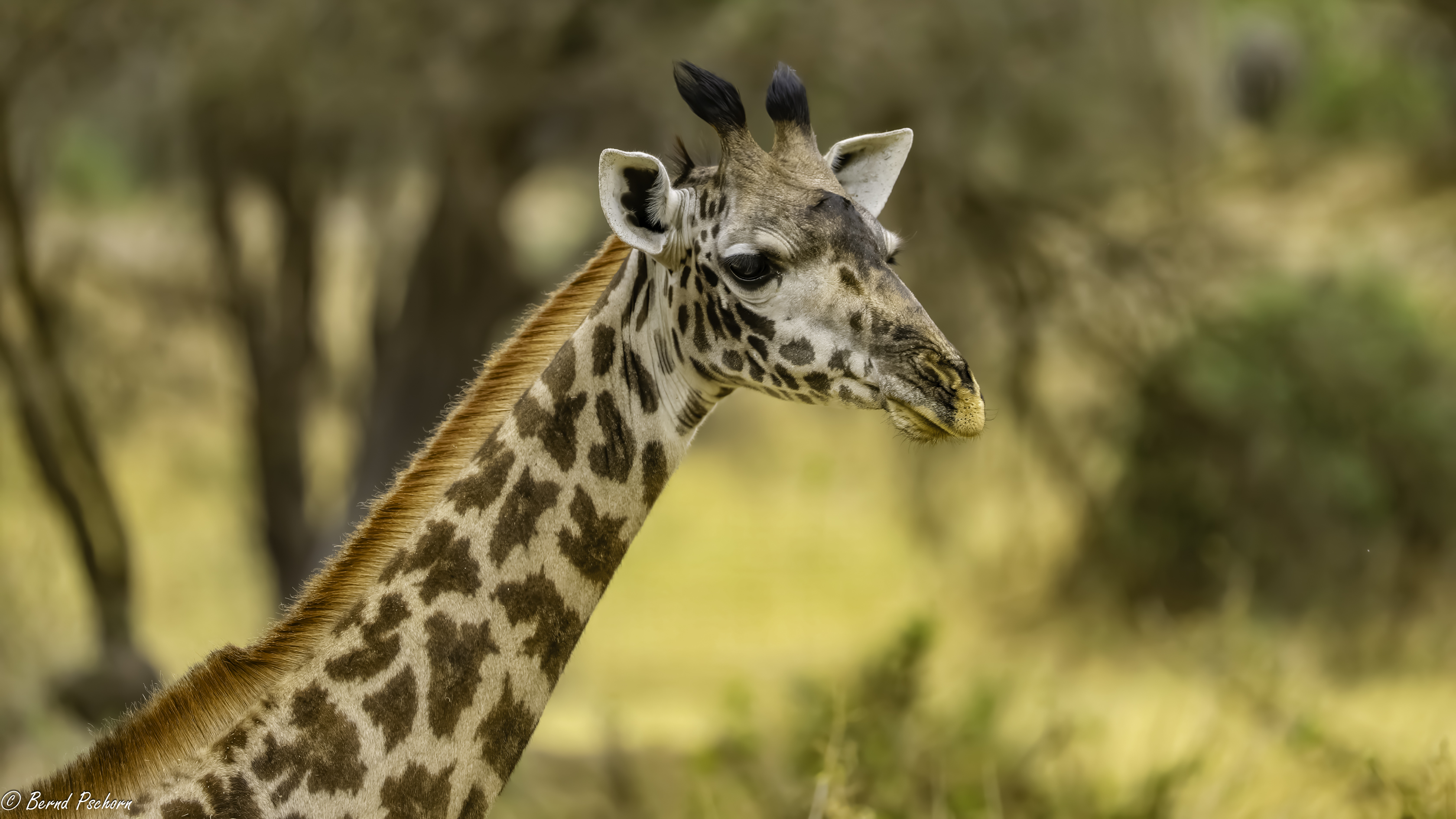 Tarangire