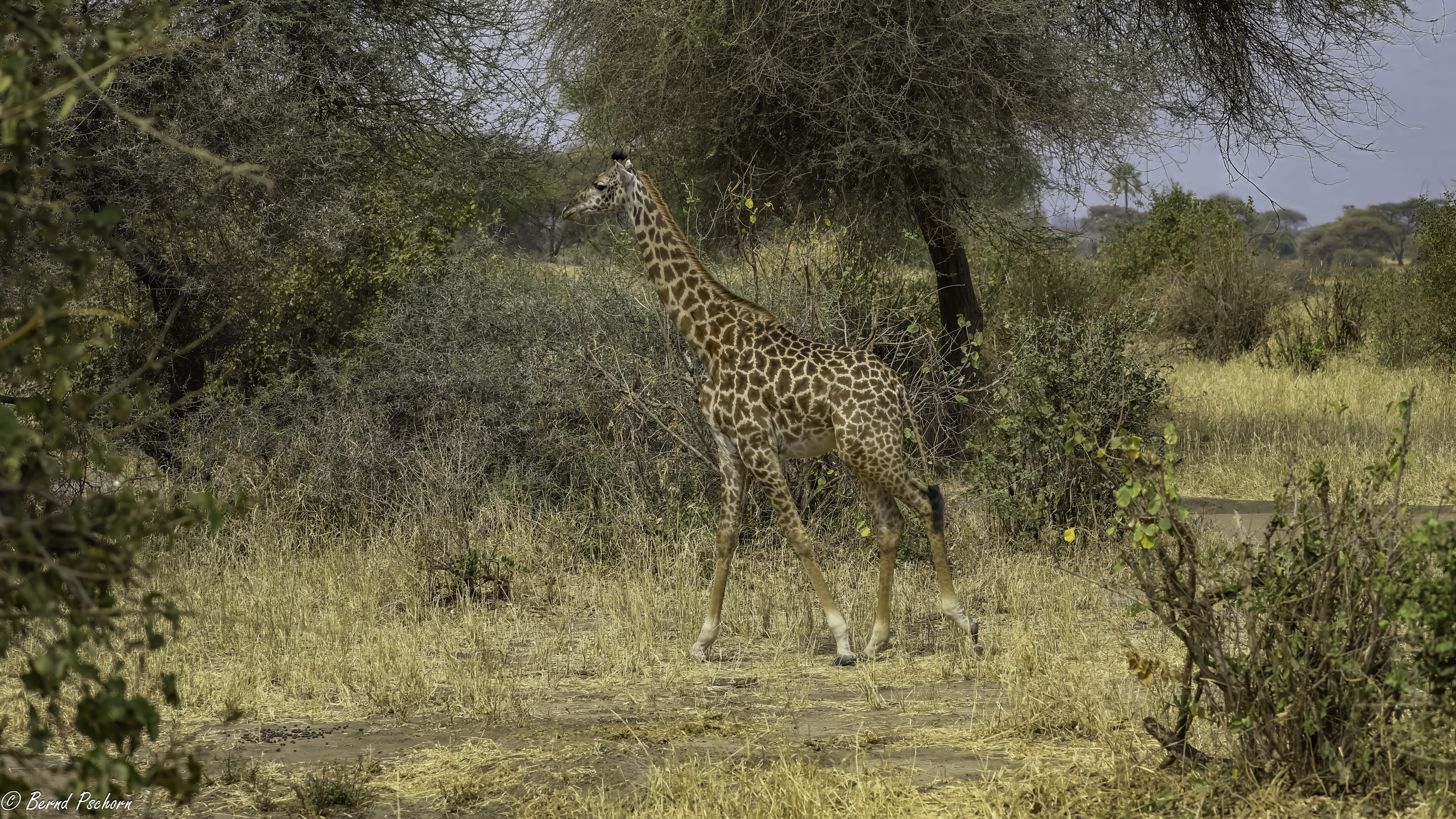 Tarangire