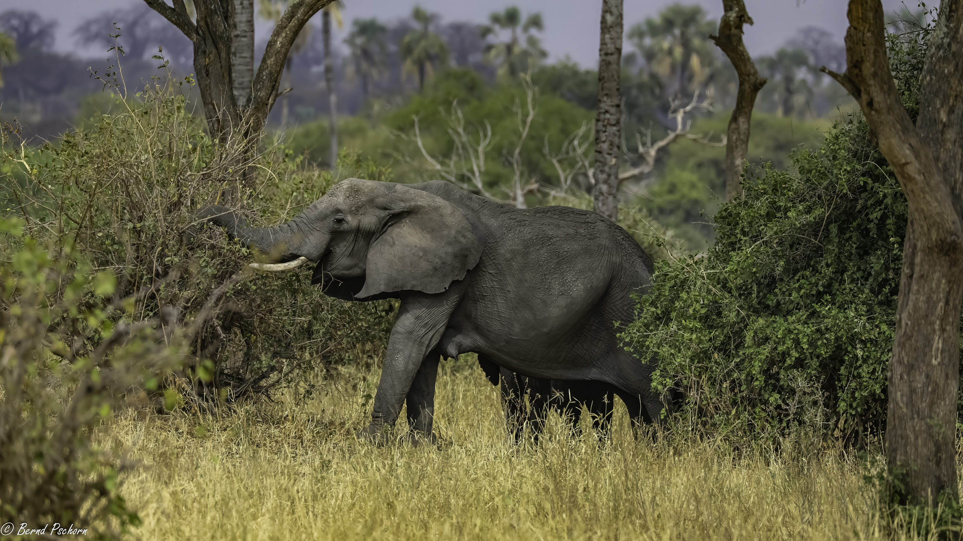 Tarangire