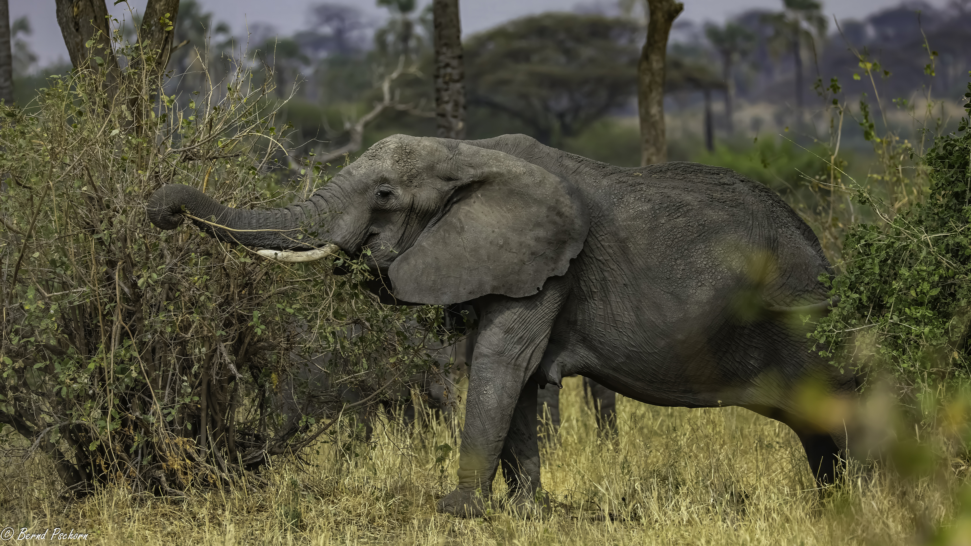 Tarangire